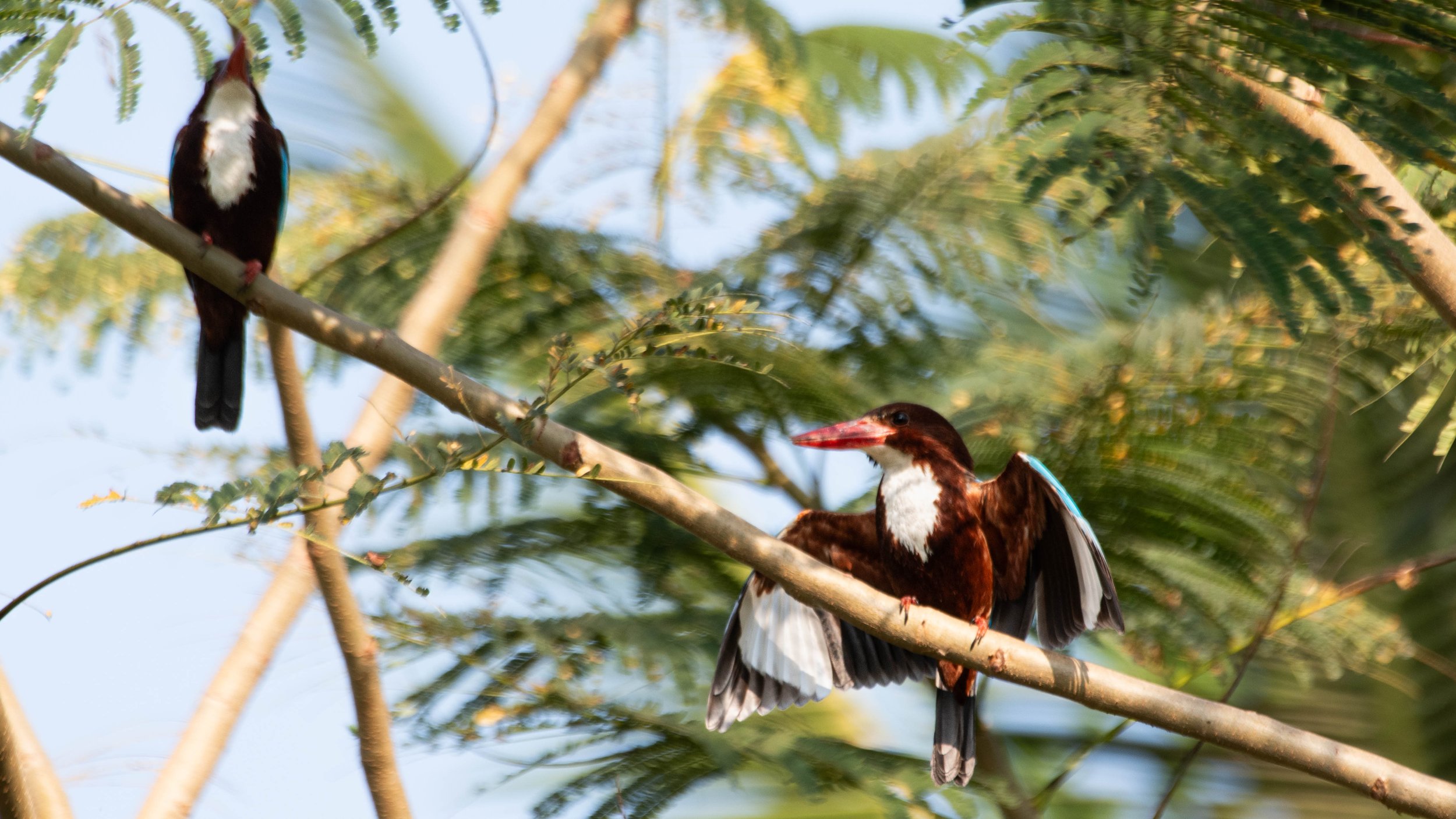 White-throated Kingfisher (Halcyon smyrnensis)