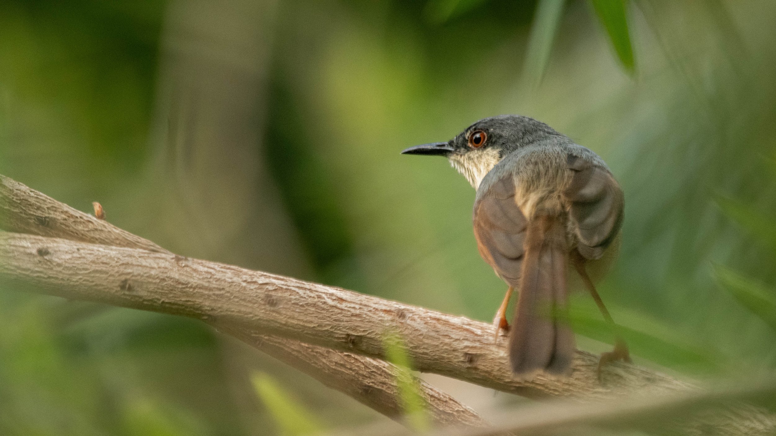 Ashy Prinia (Prinia socialis)