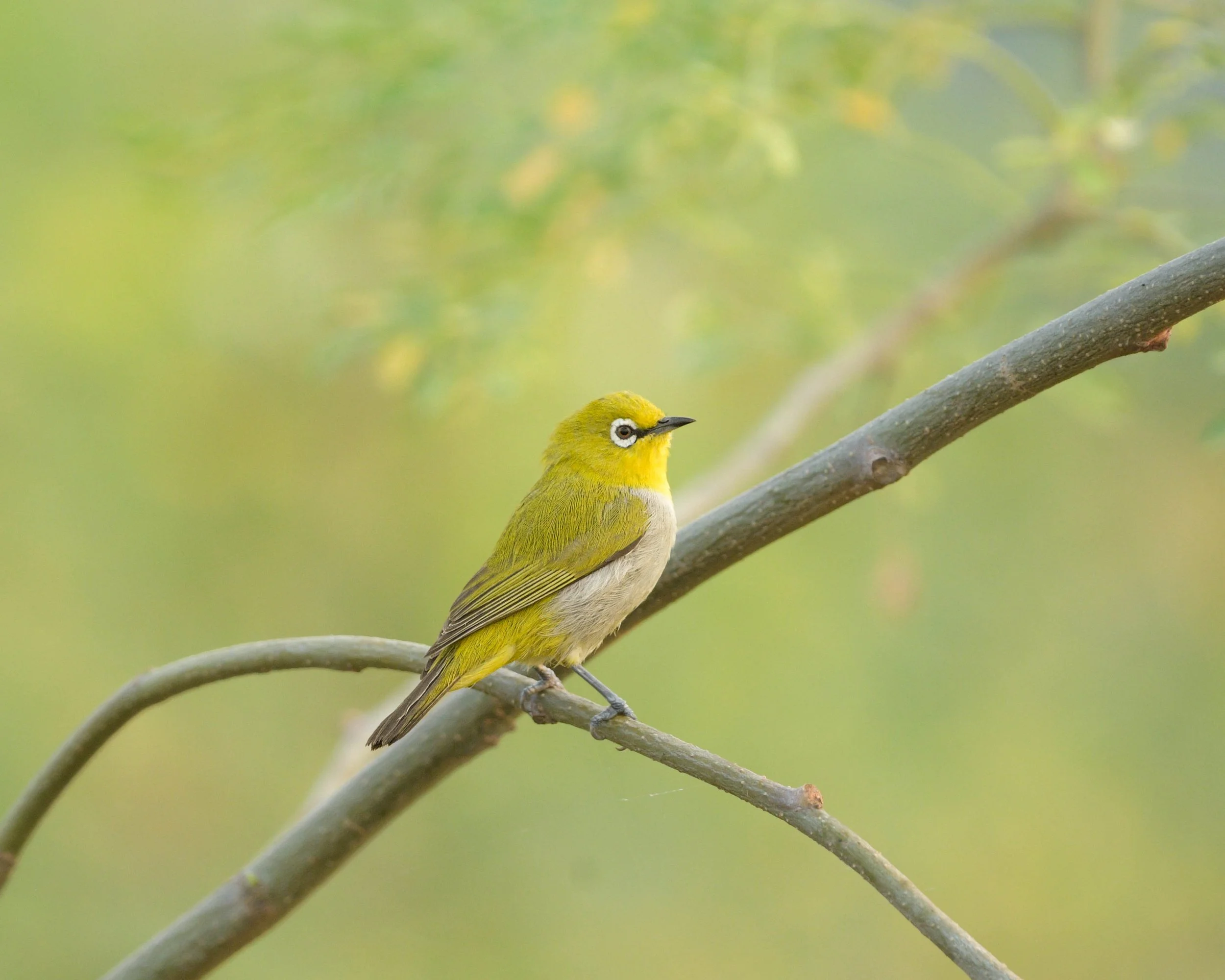 Indian White-eye (Zosterops palpebrosus)