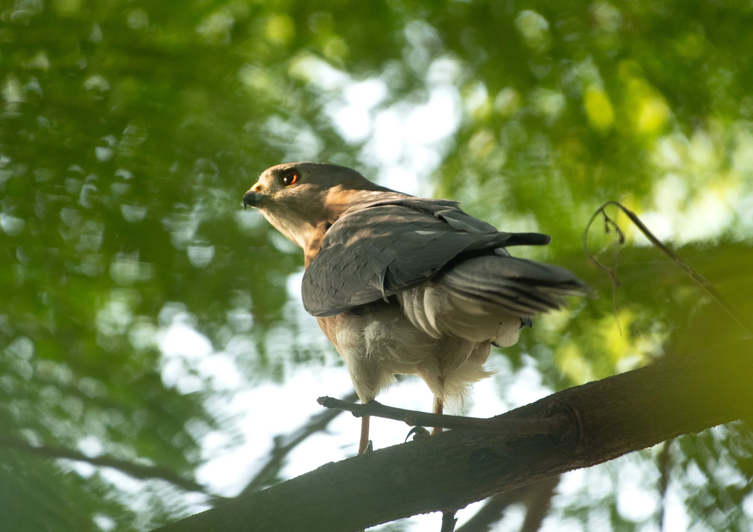 A bird of prey, likely a hawk or falcon, perched on a tree branch surrounded by green leaves and dappled sunlight.