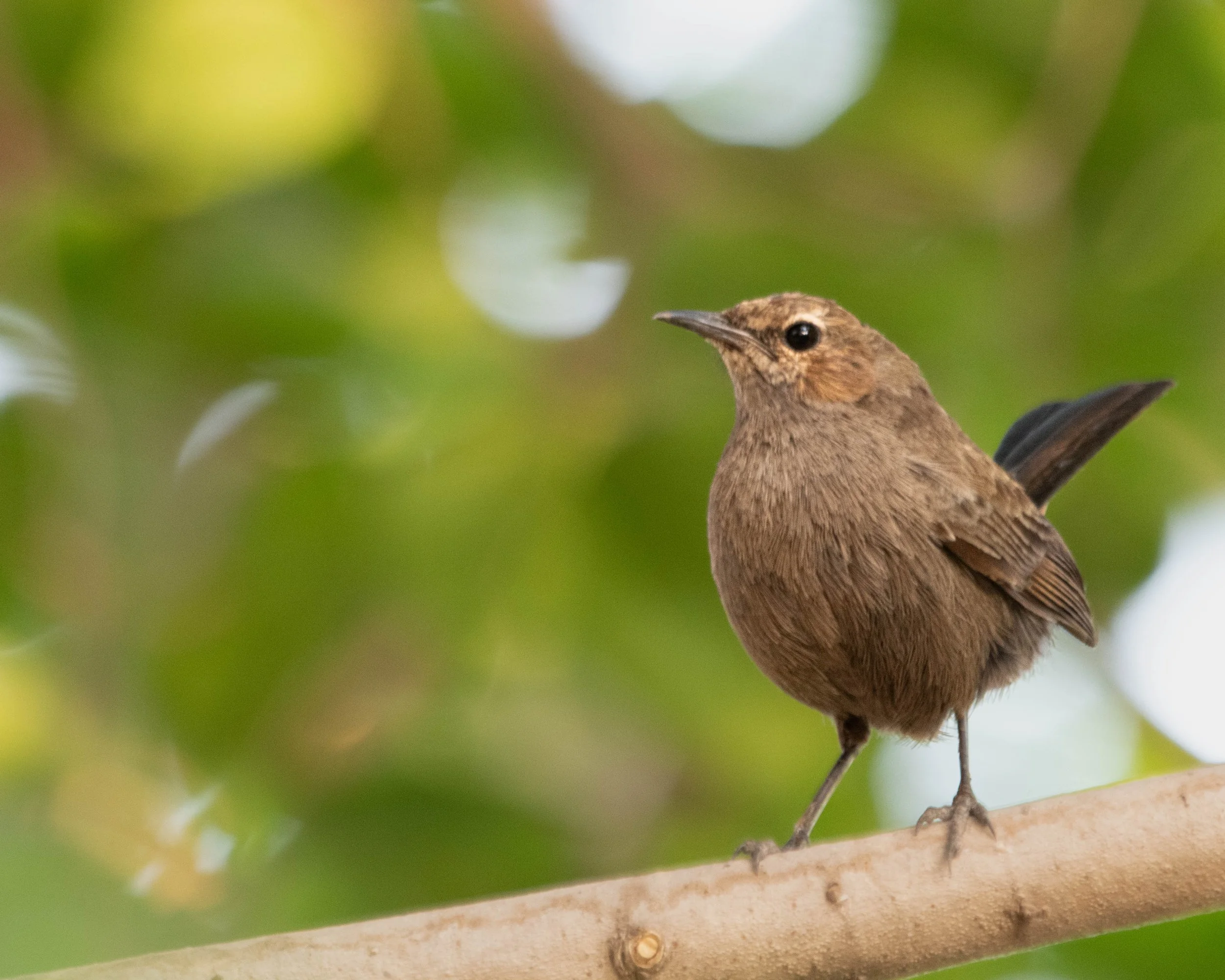 Indian Robin (Copsychus fulicatus)
