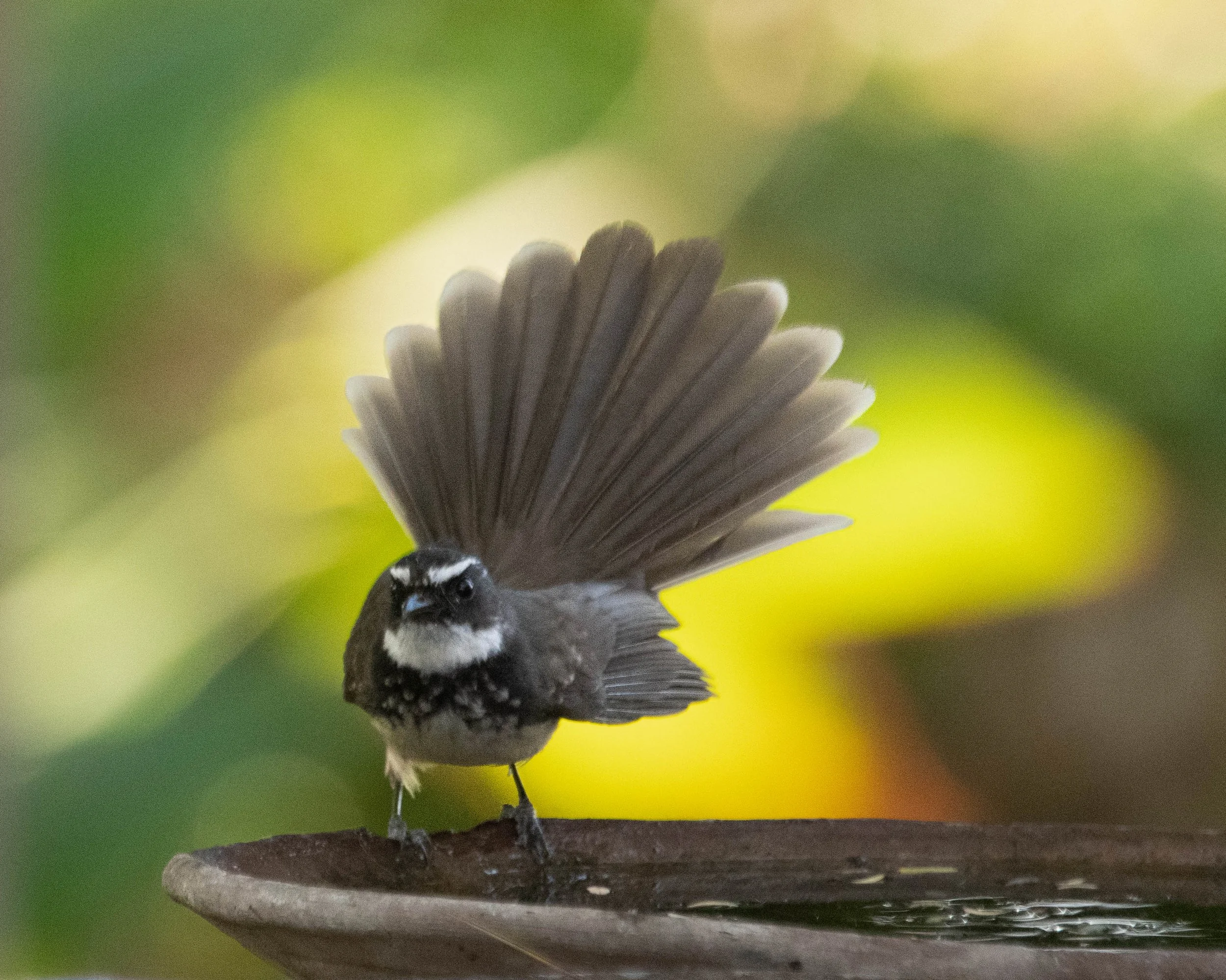 Spot-breasted Fantail (Rhipidura albogularis)
