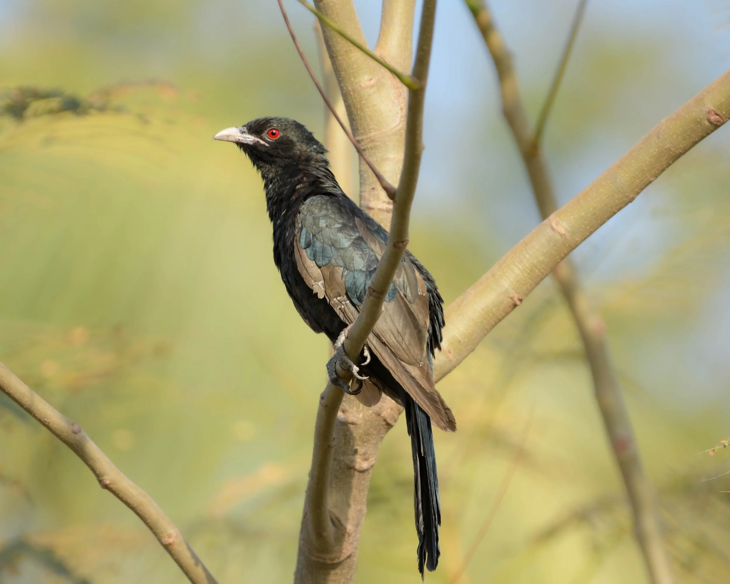 Asian Koel (Eudynamys scolopaceus)