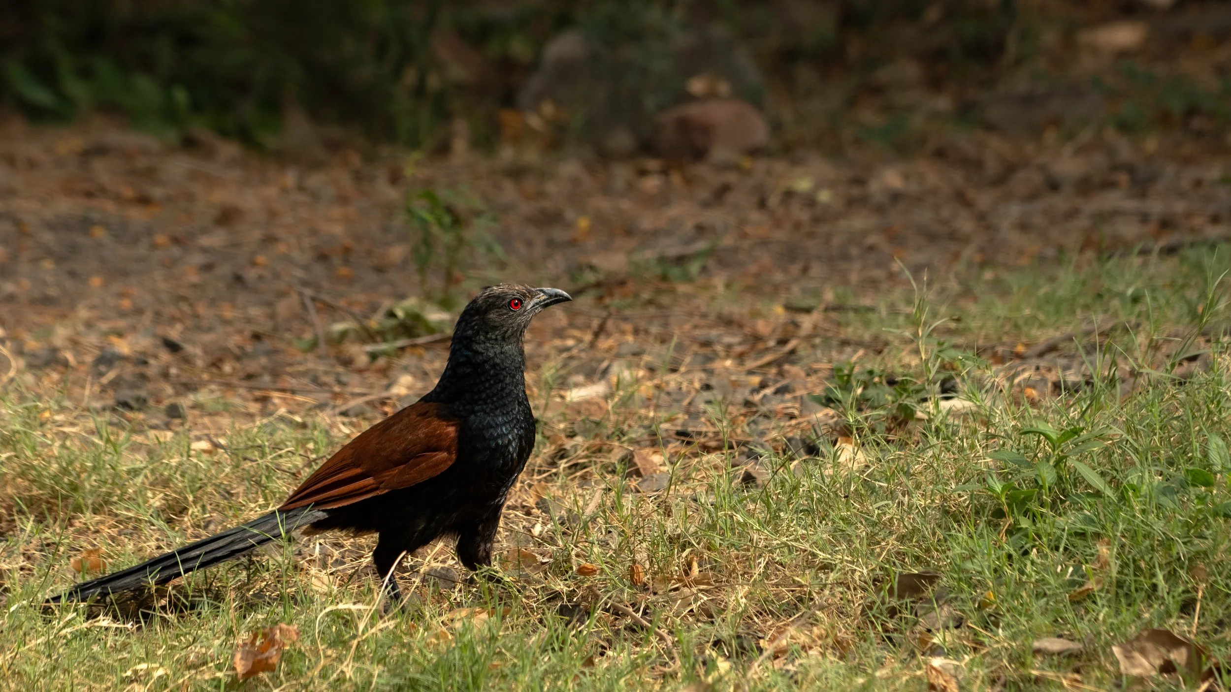 Greater Coucal (Centropus sinensis)