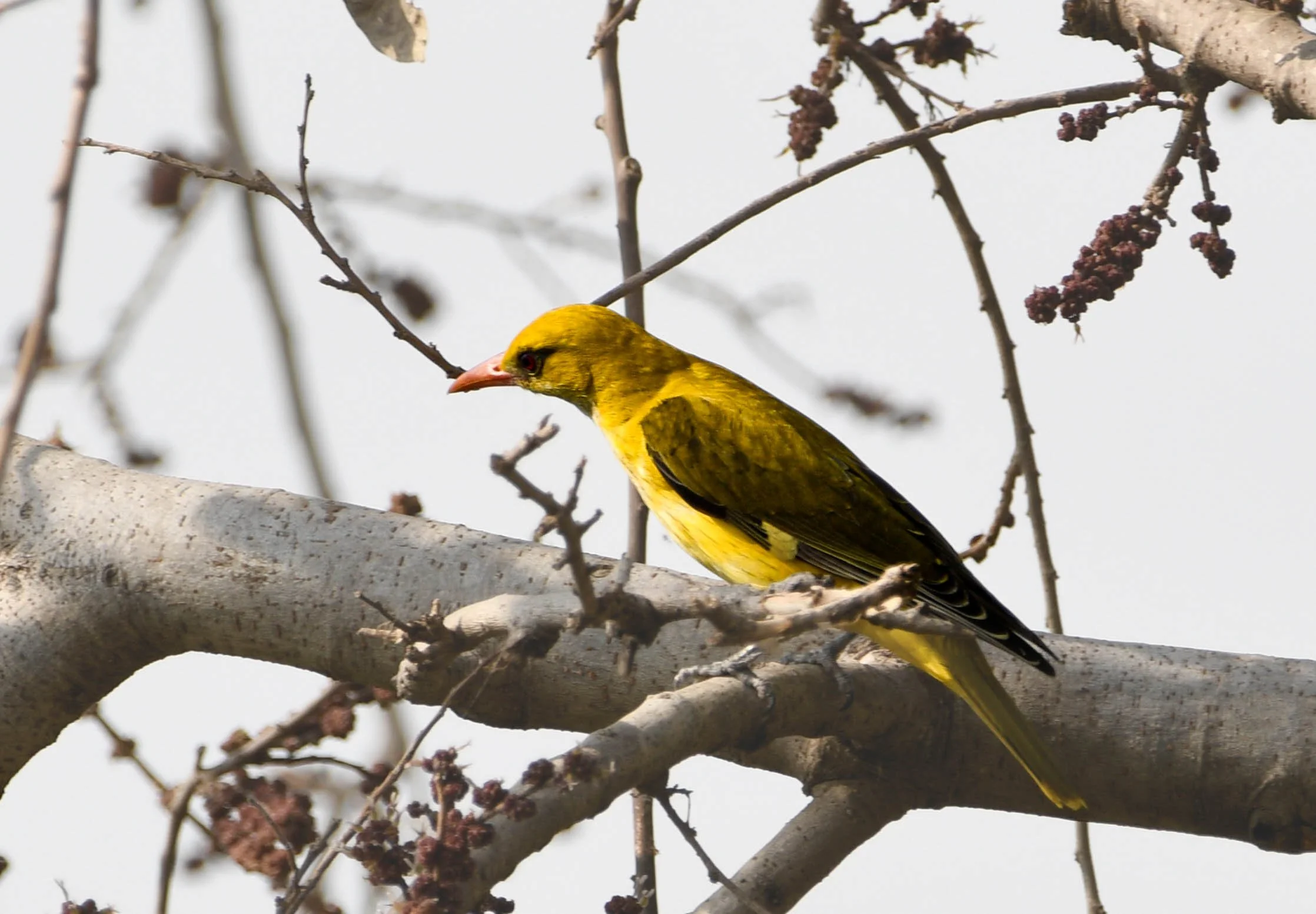 Indian Golden Oriole (Oriolus kundoo)