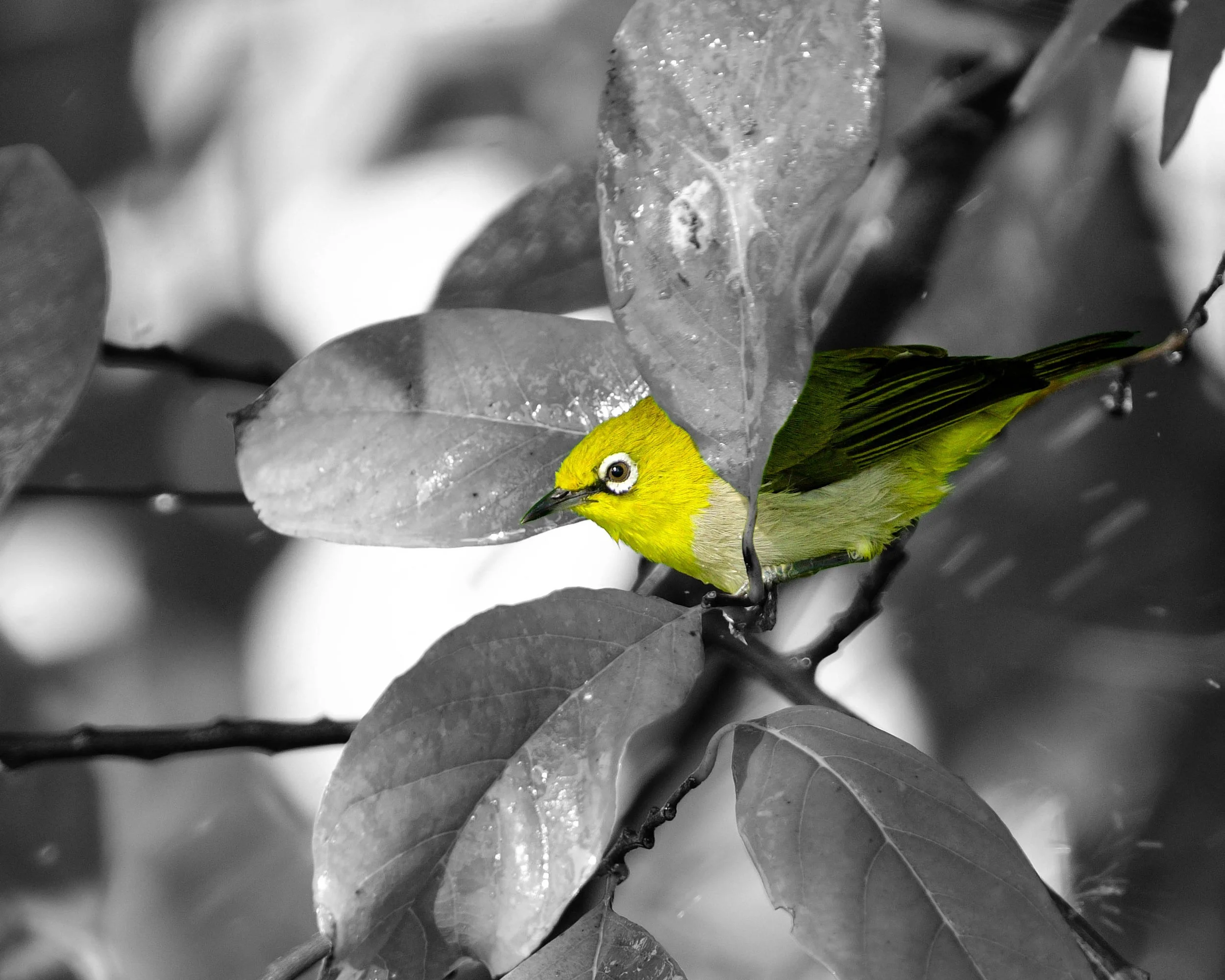 Indian White-eye (Zosterops palpebrosus)