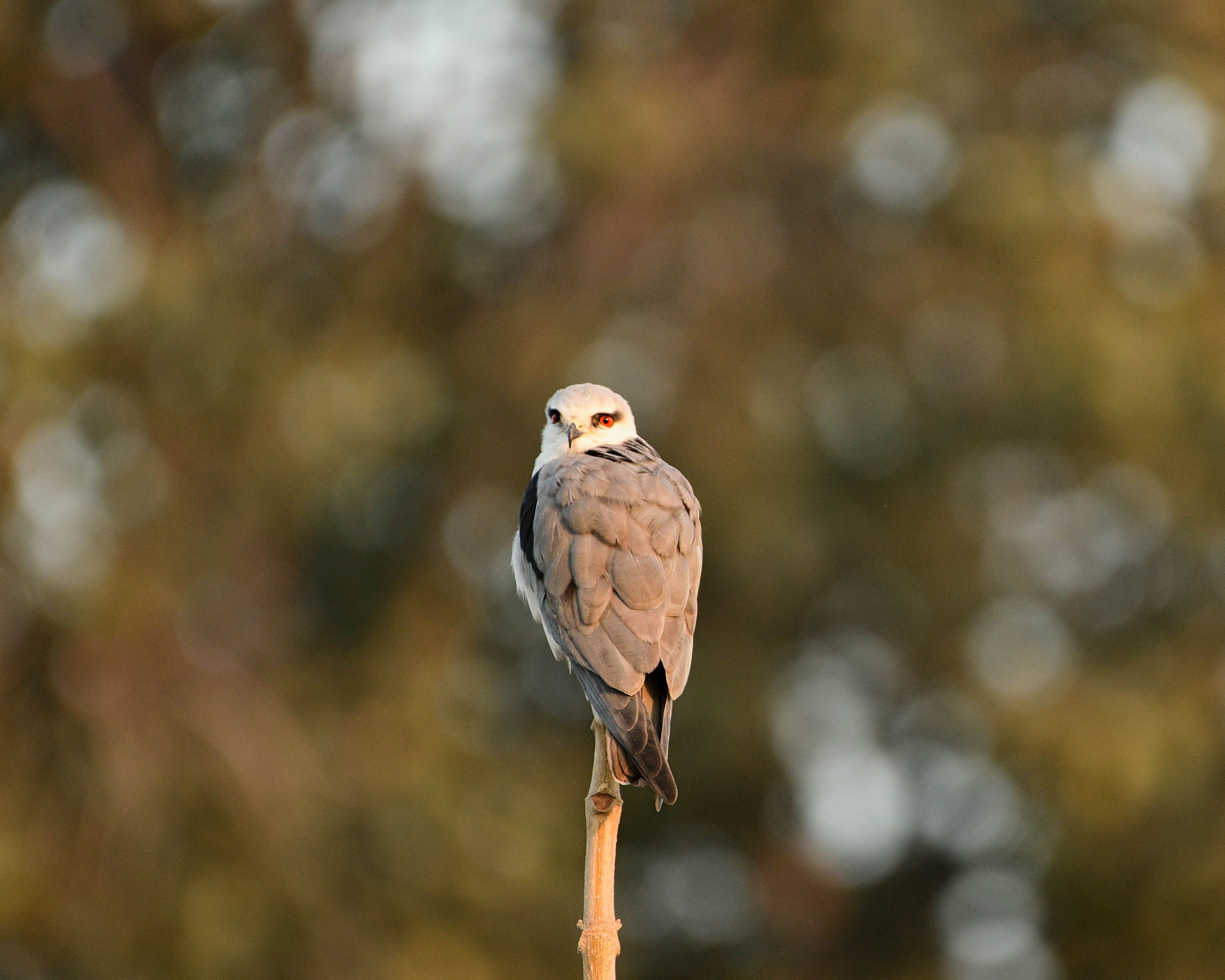 Black-shouldered Kite (Elanus caeruleus)