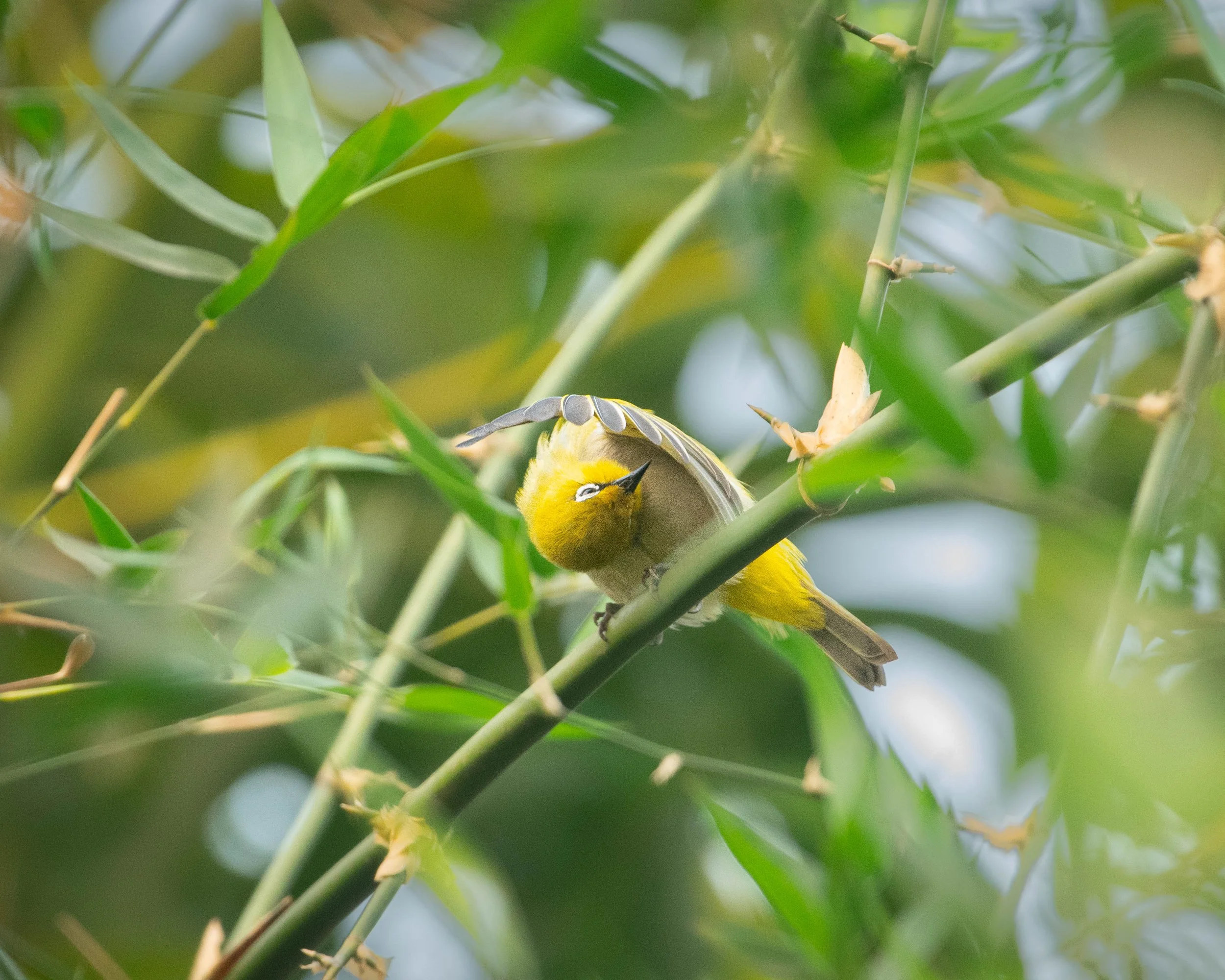 Indian White-eye