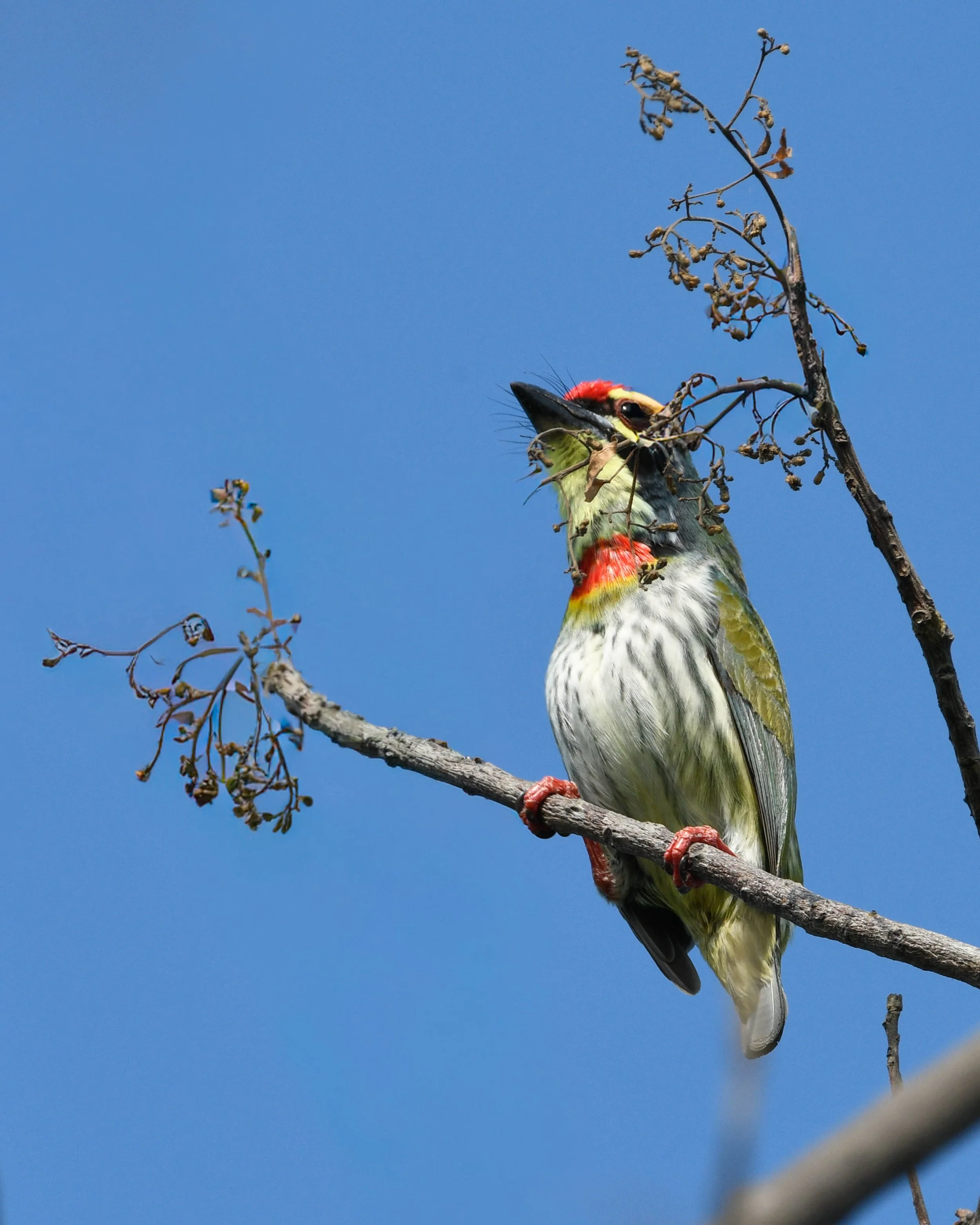 Coppersmith Barbet (Psilopogon haemacephalus)