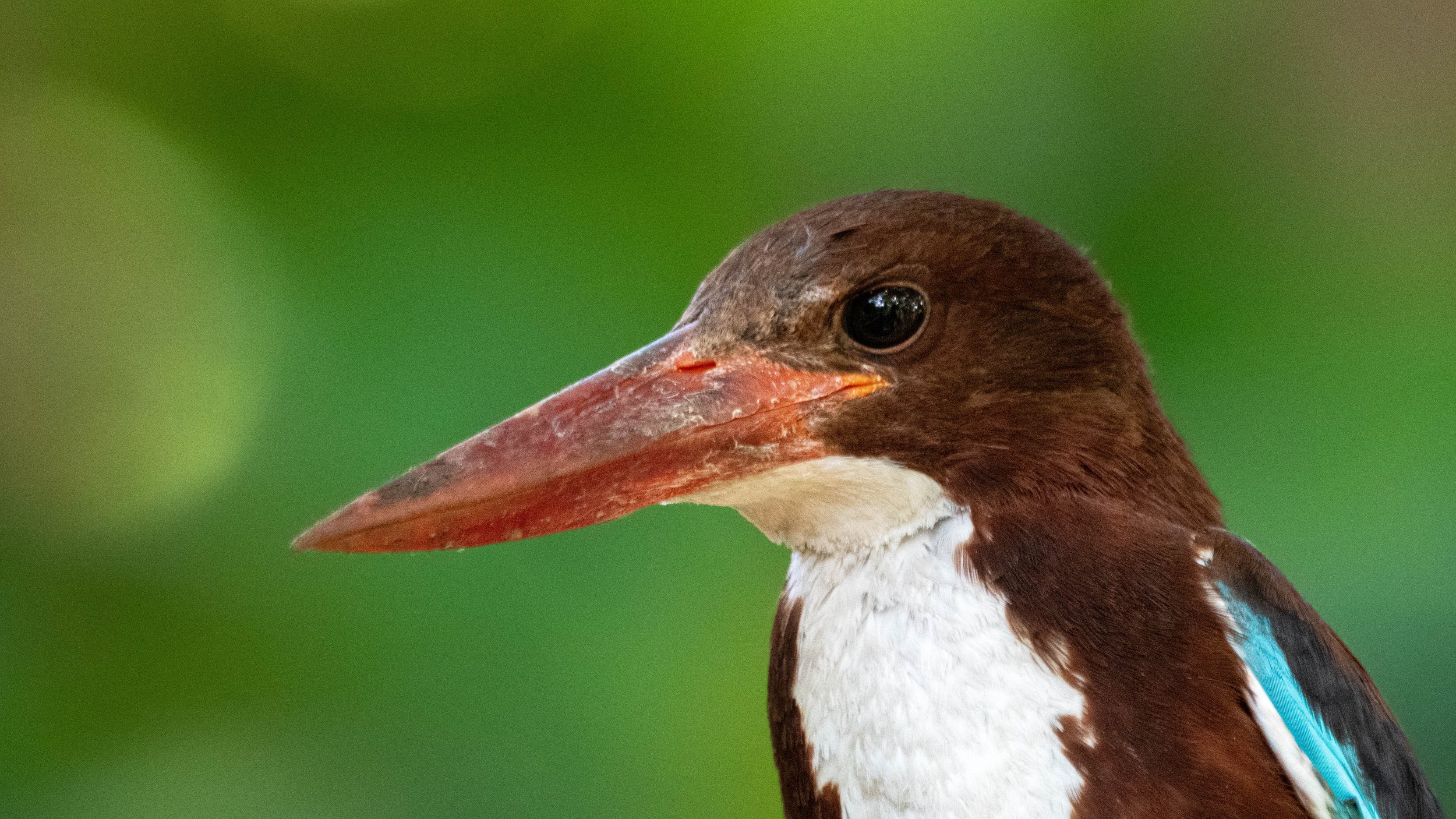 White-throated Kingfisher (Halcyon smyrnensis)