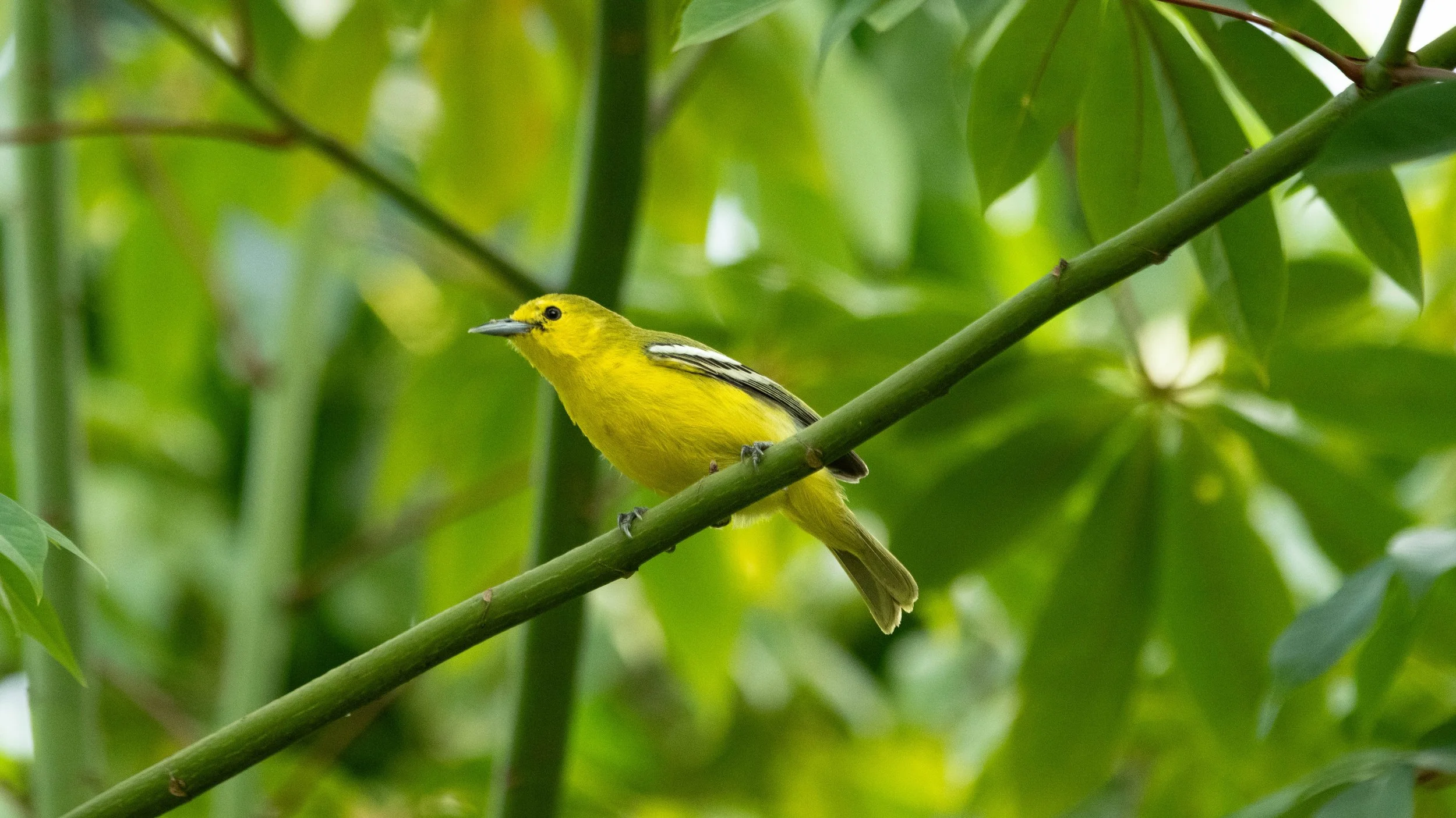 Common Iora (Aegithina tiphia)
