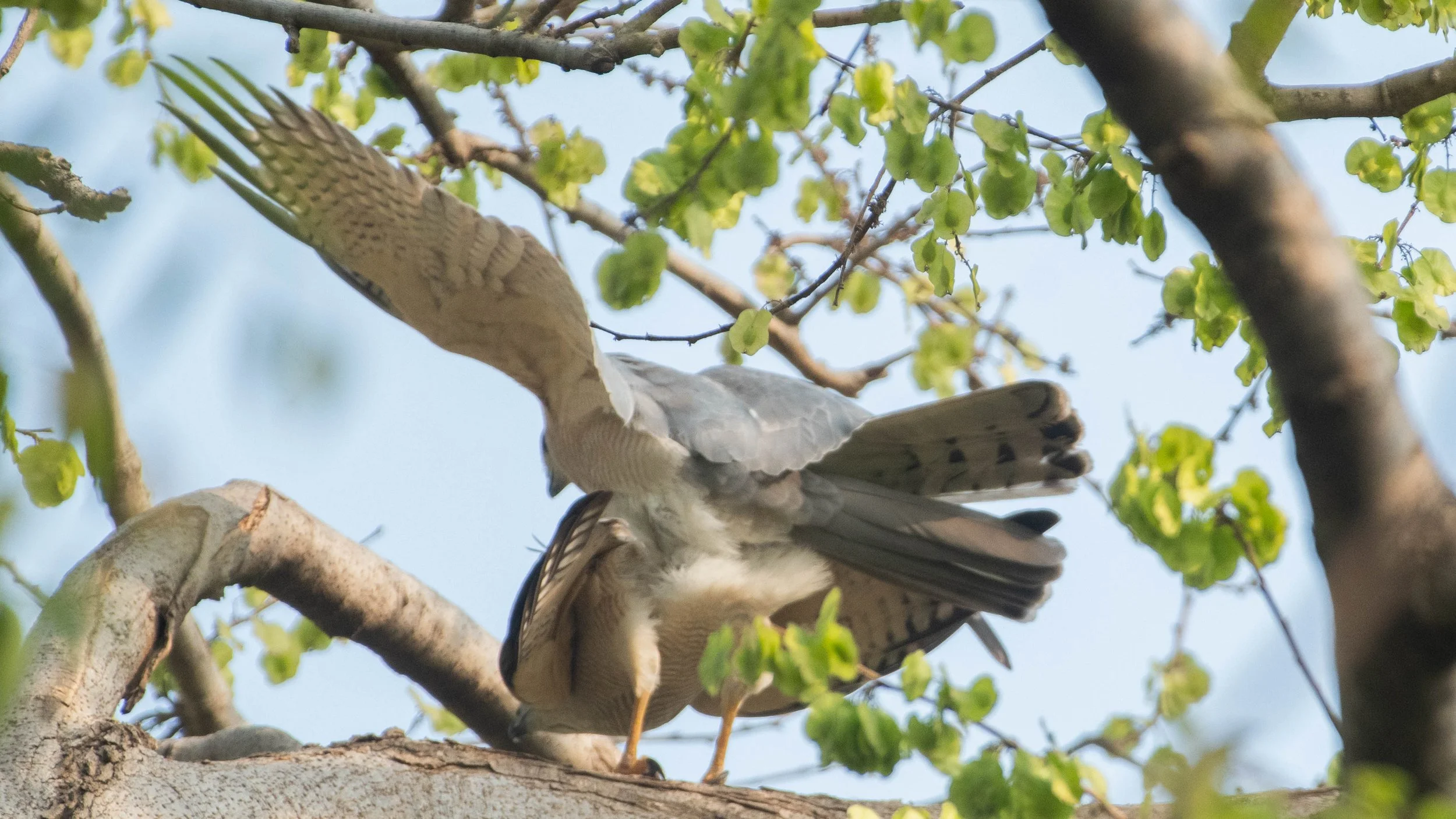 Shikra (Tachyspiza badia)