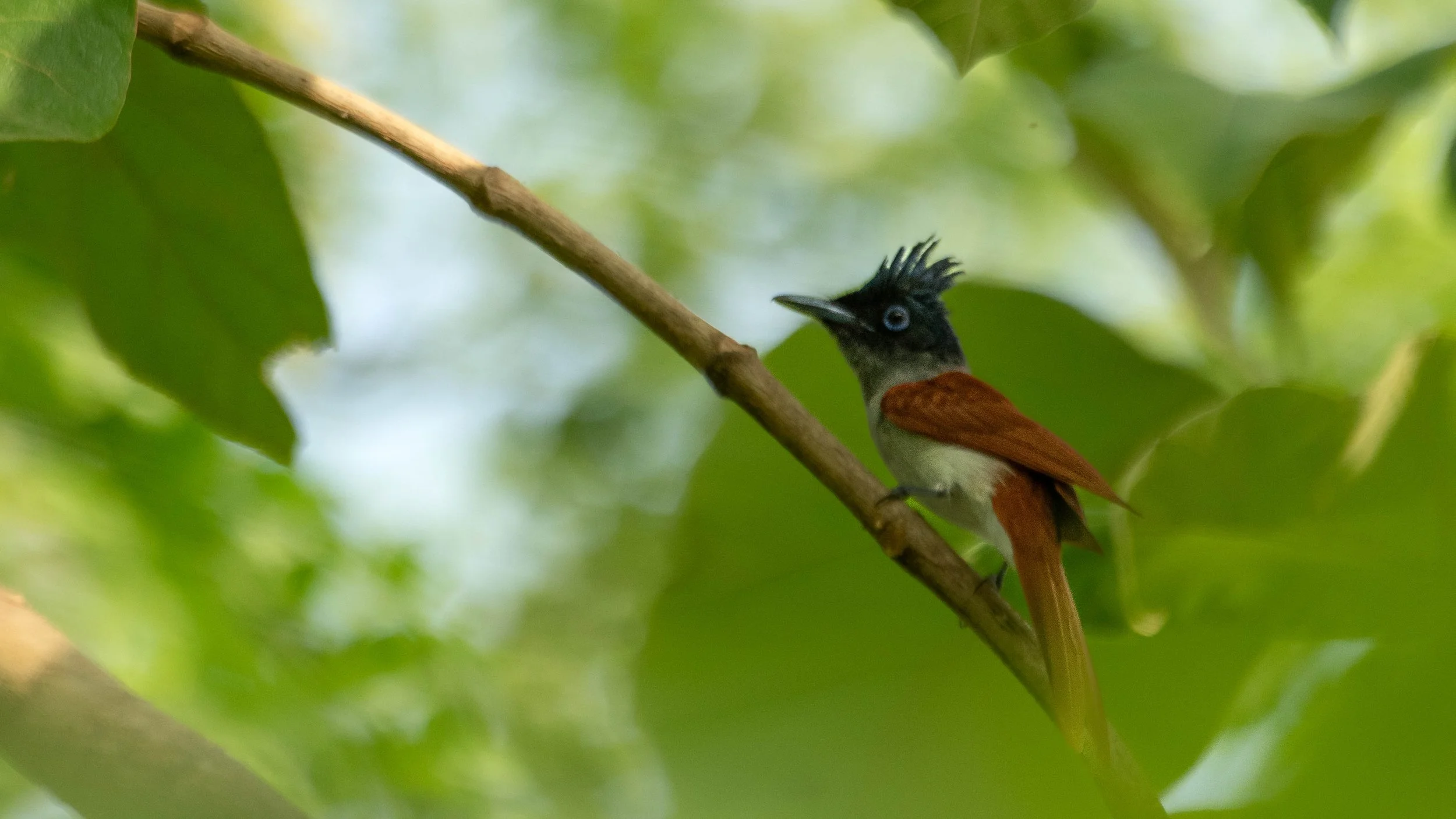 Indian Paradise-Flycatcher (Terpsiphone paradisi)
