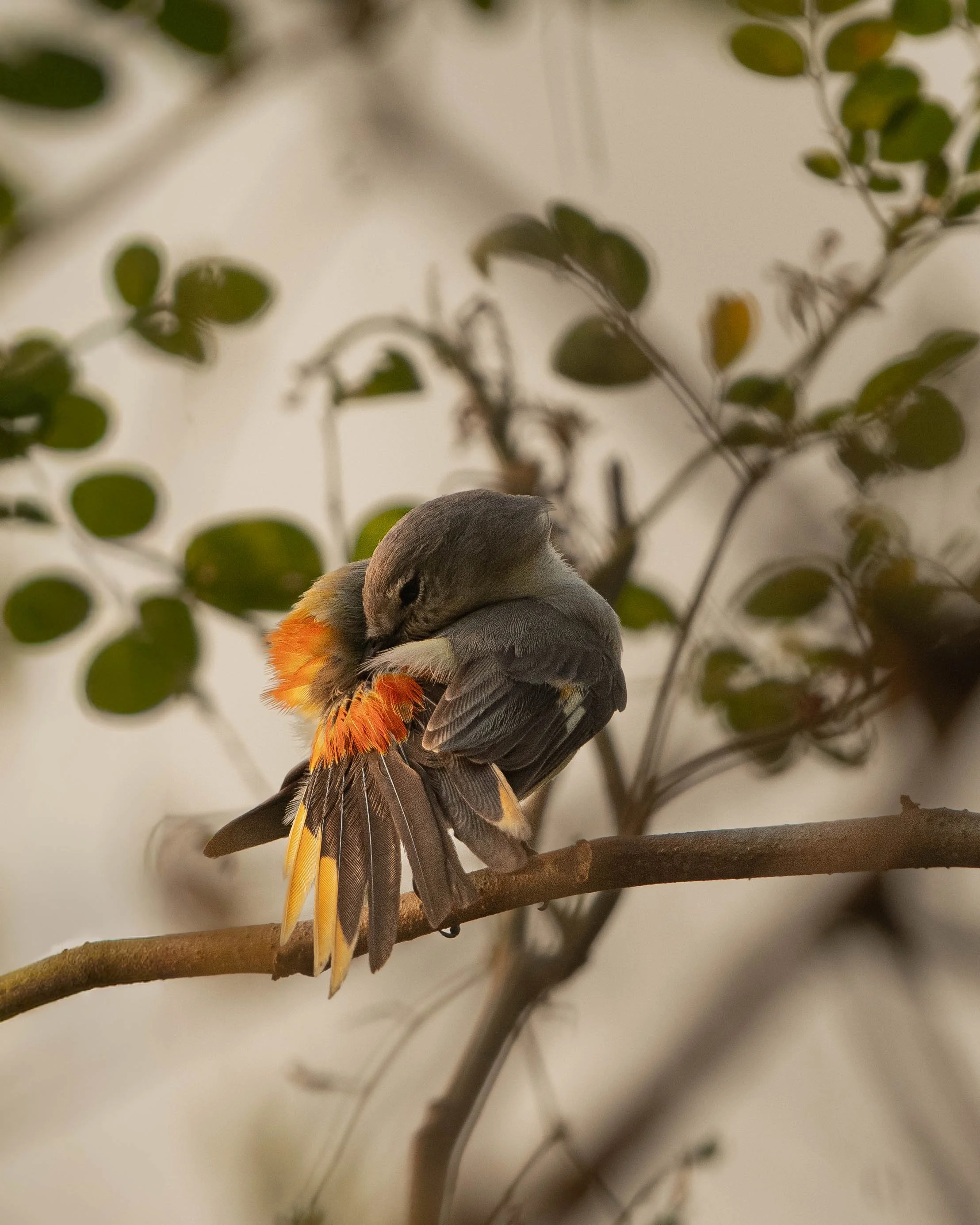 Small Minivet (Pericrocotus cinnamomeus)