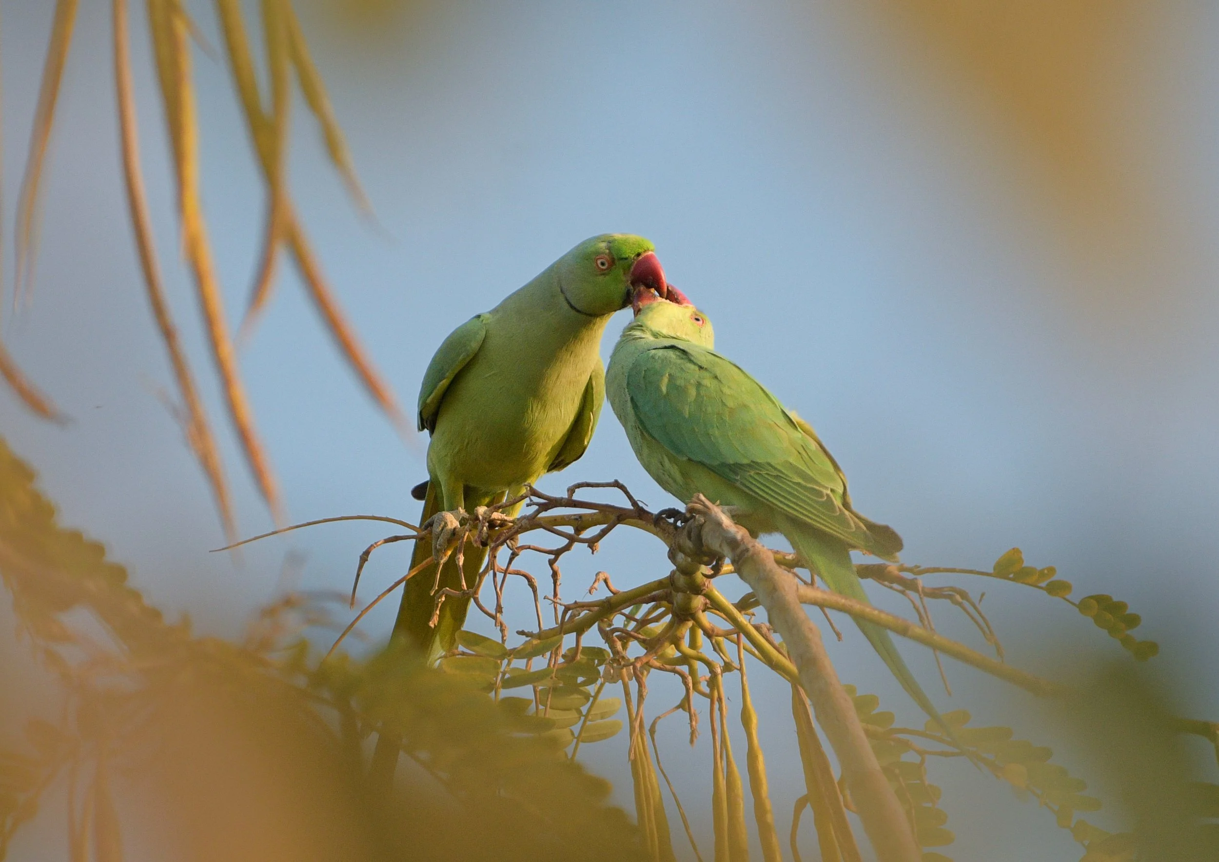 Two ring necked parakeets perched on a branch with blurred leaves in the foreground and a clear blue sky in the background.