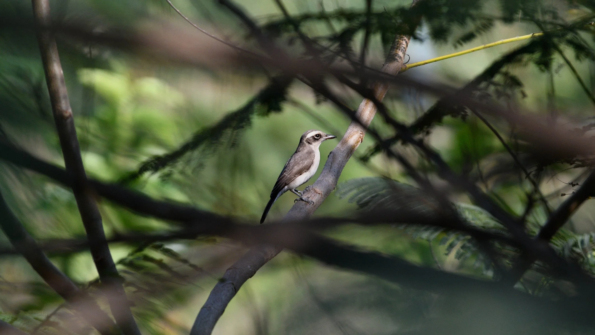 Common Woodshrike (Tephrodornis pondicerianus)