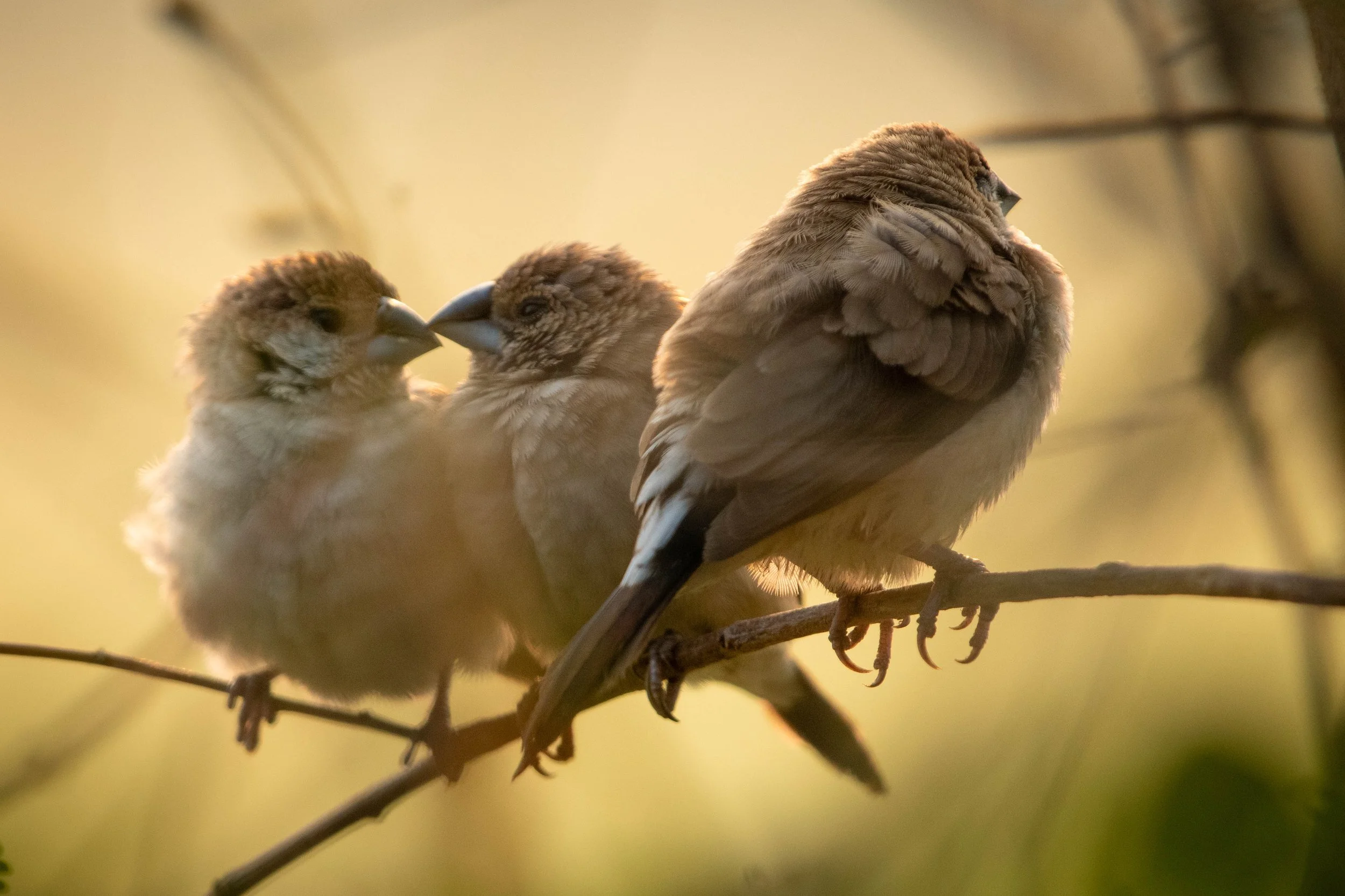 Indian Silverbill (Euodice malabarica)