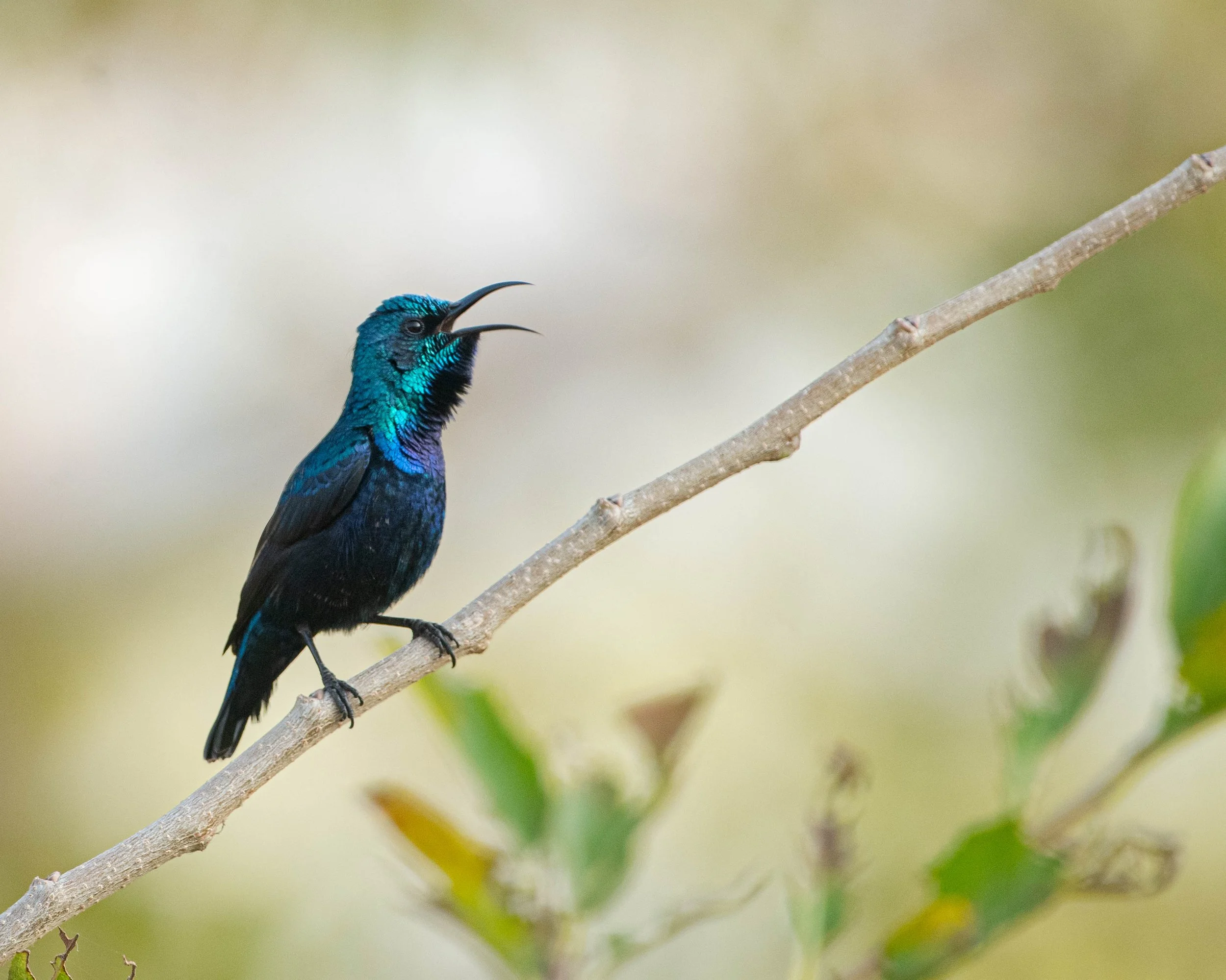 Purple Sunbird