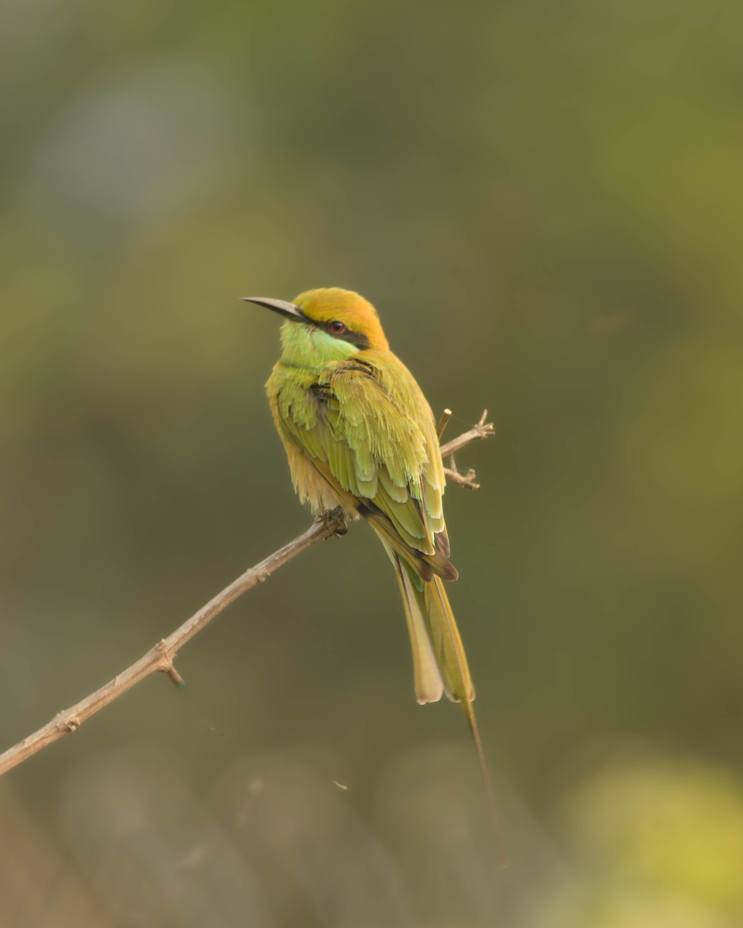 Asian Green Bee-eater (Merops orientalis)