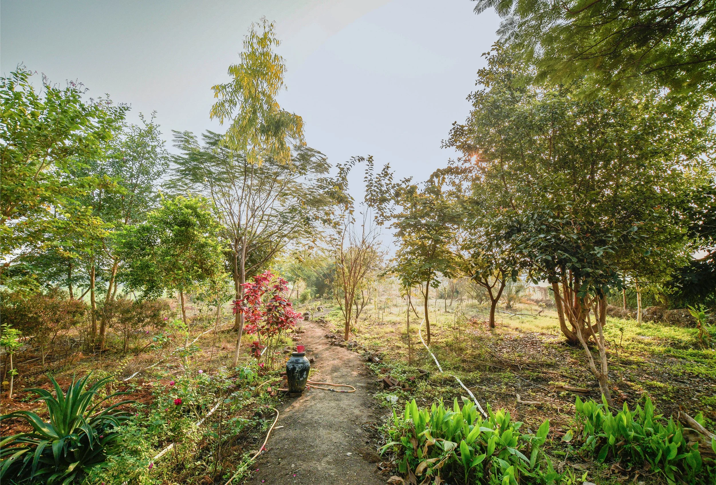 The 4 year old restored landscape garden with various trees and flowering plants, a pathway running through the garden, sunlight filtering through the trees.