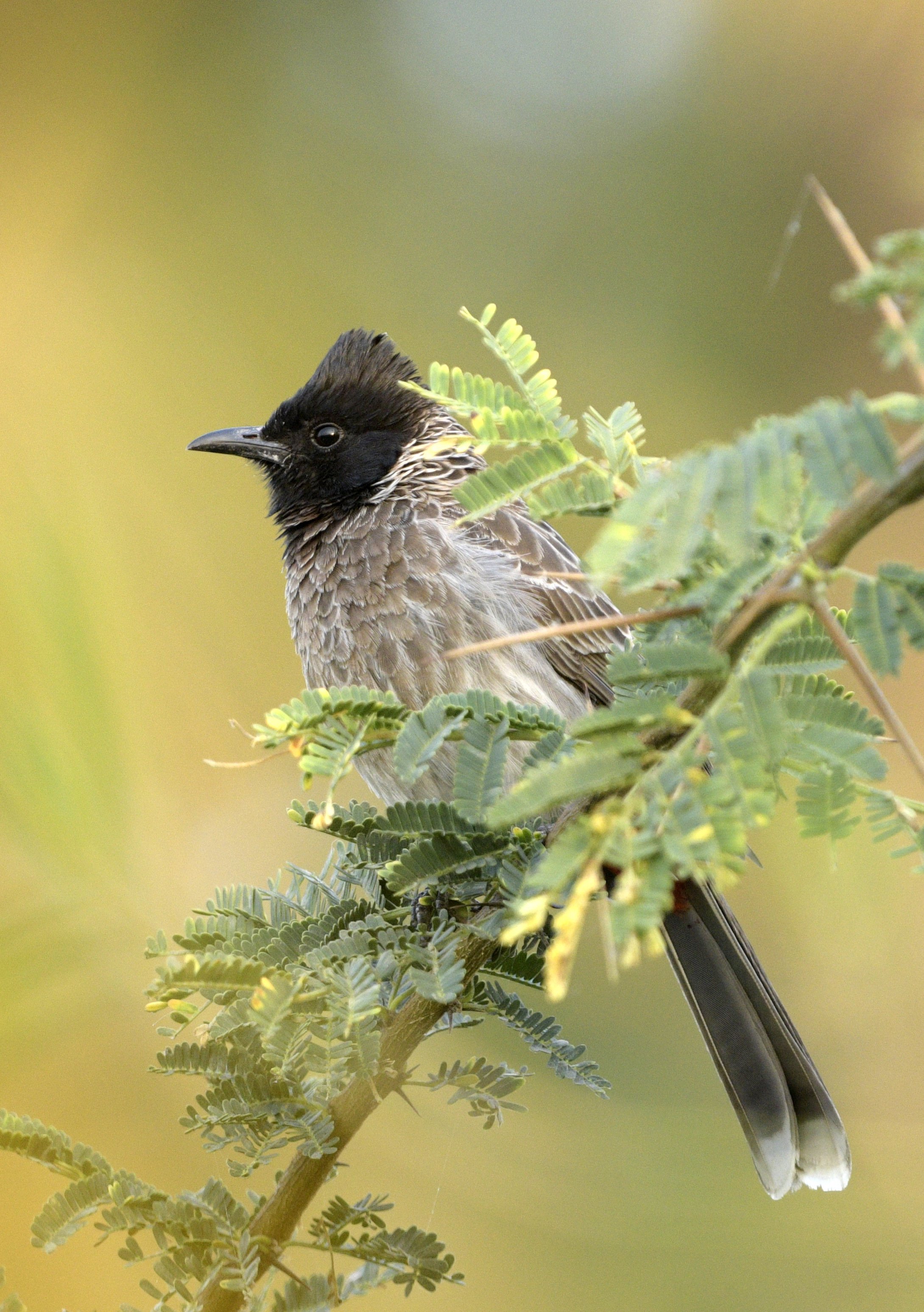 A Red-vented Bulbul bird perched on a green leafy branch, with a yellow and brown background.