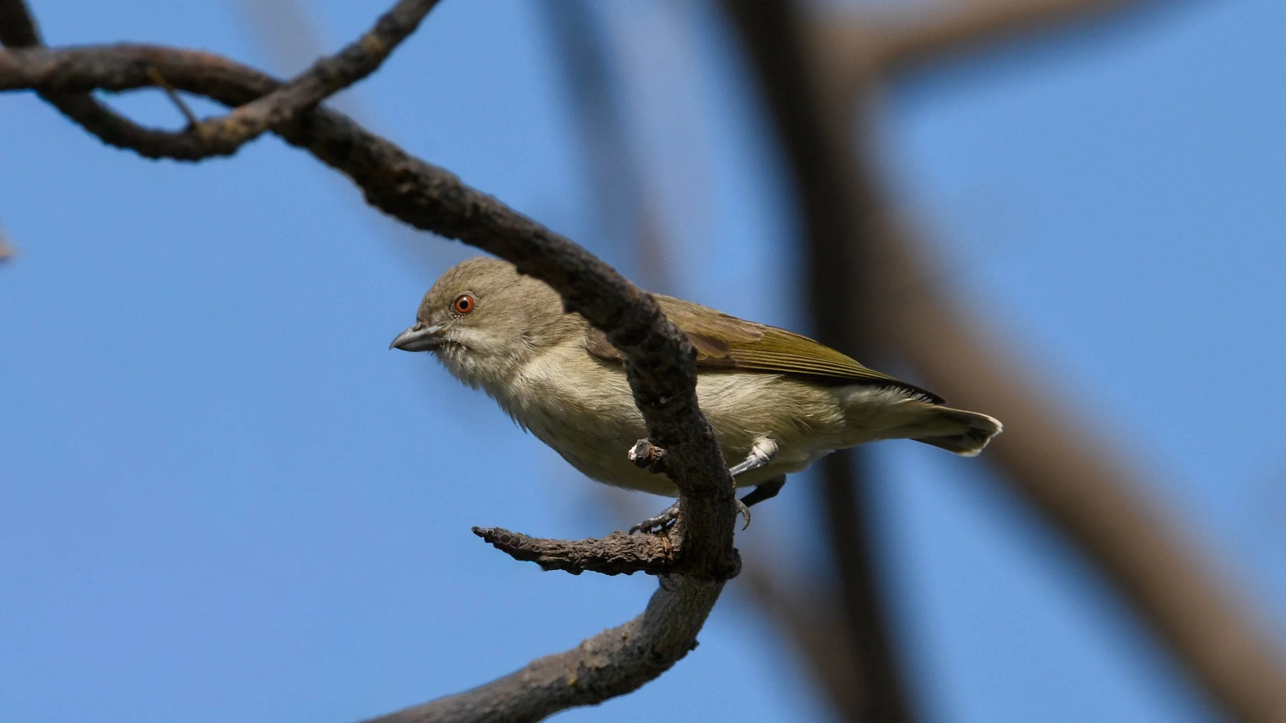 Thick-billed Flowerpecker (Pachyglossa agilis)