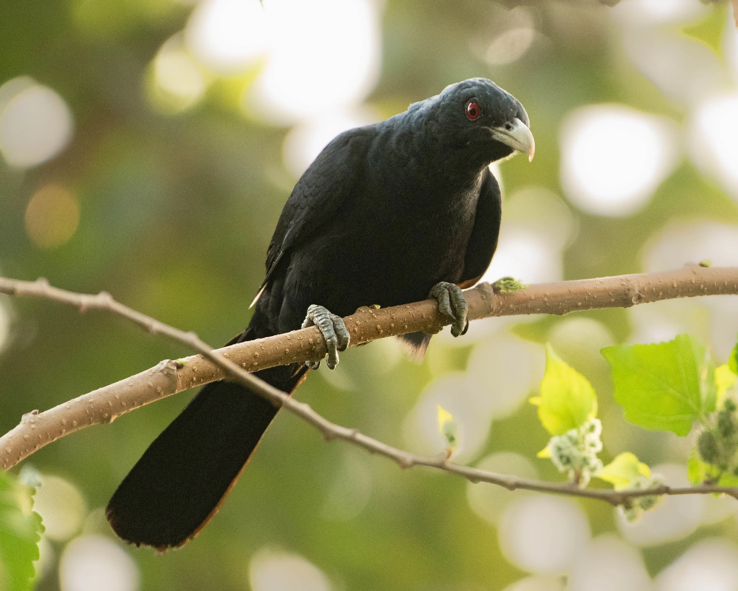 Asian Koel