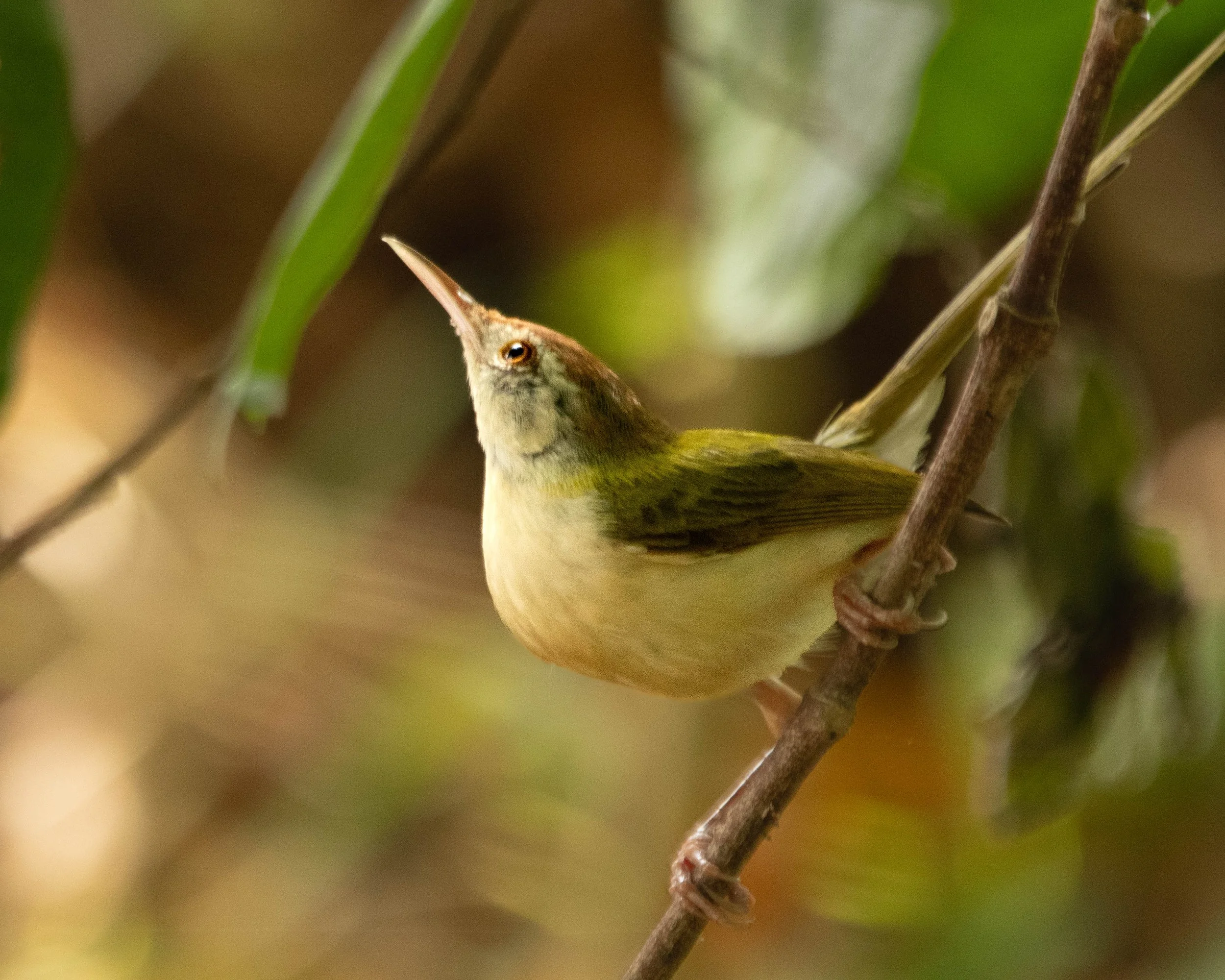 Common Tailorbird (Orthotomus sutorius)