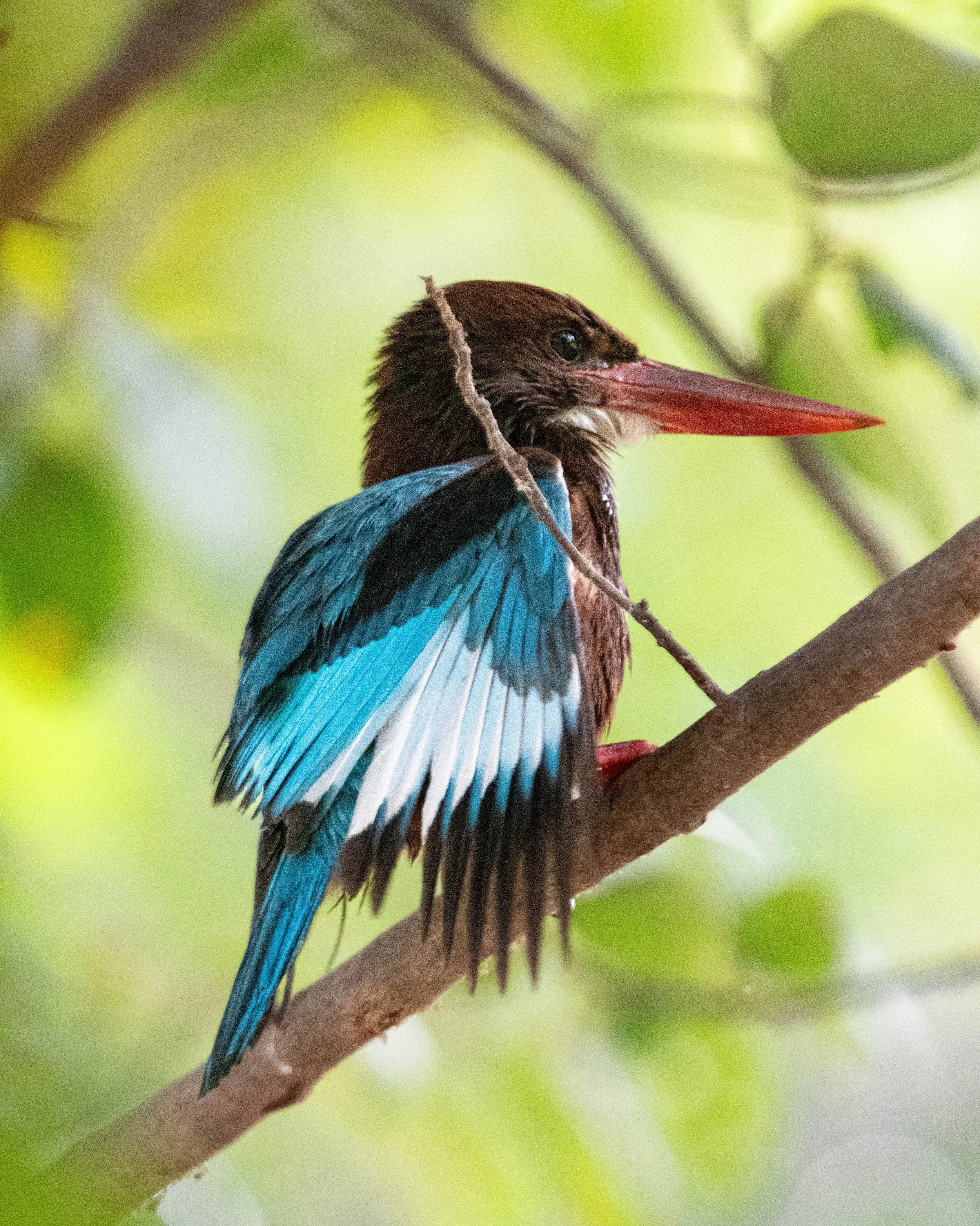 White-throated Kingfisher (Halcyon smyrnensis)