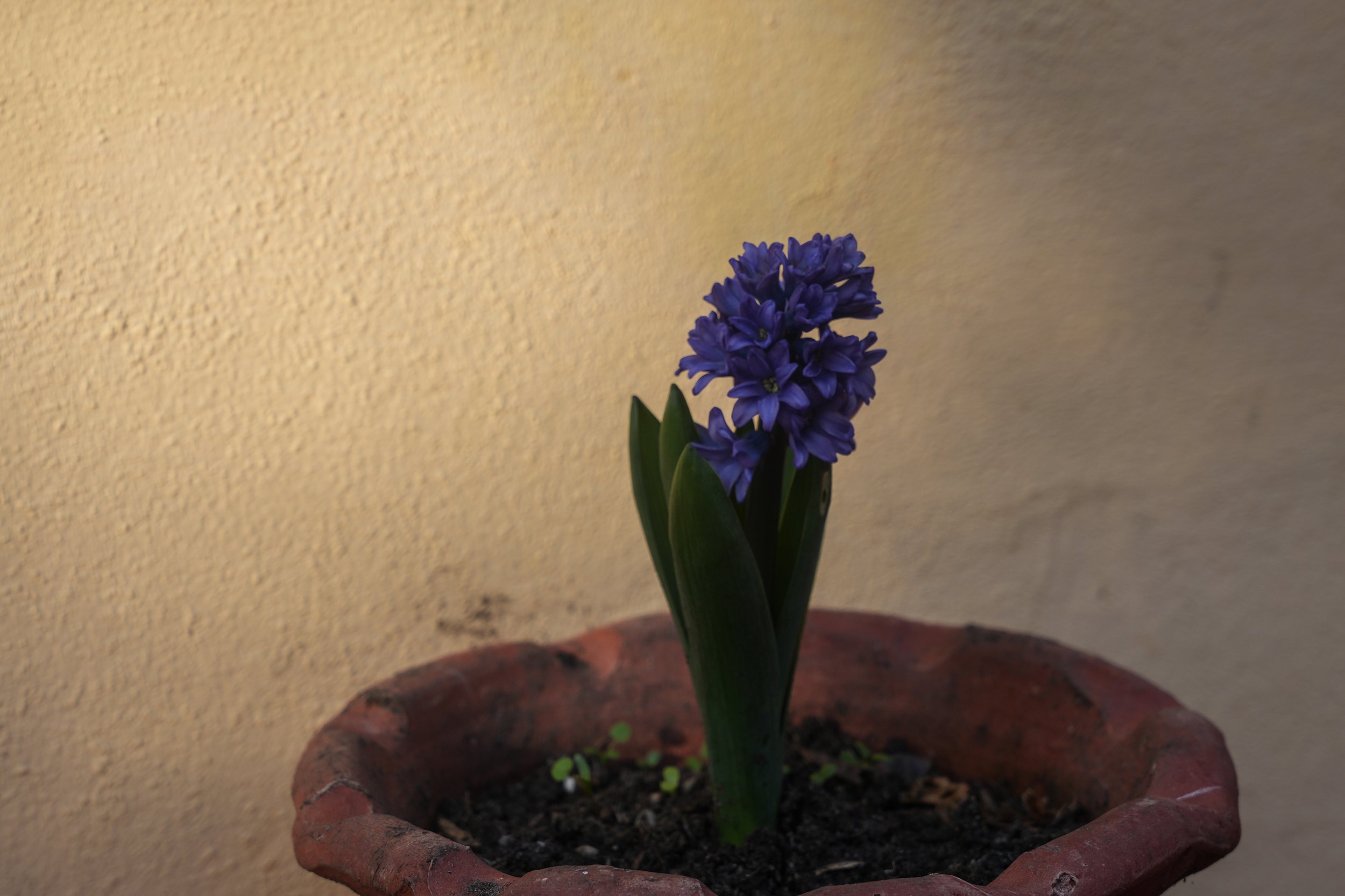 DSC04816.jpg