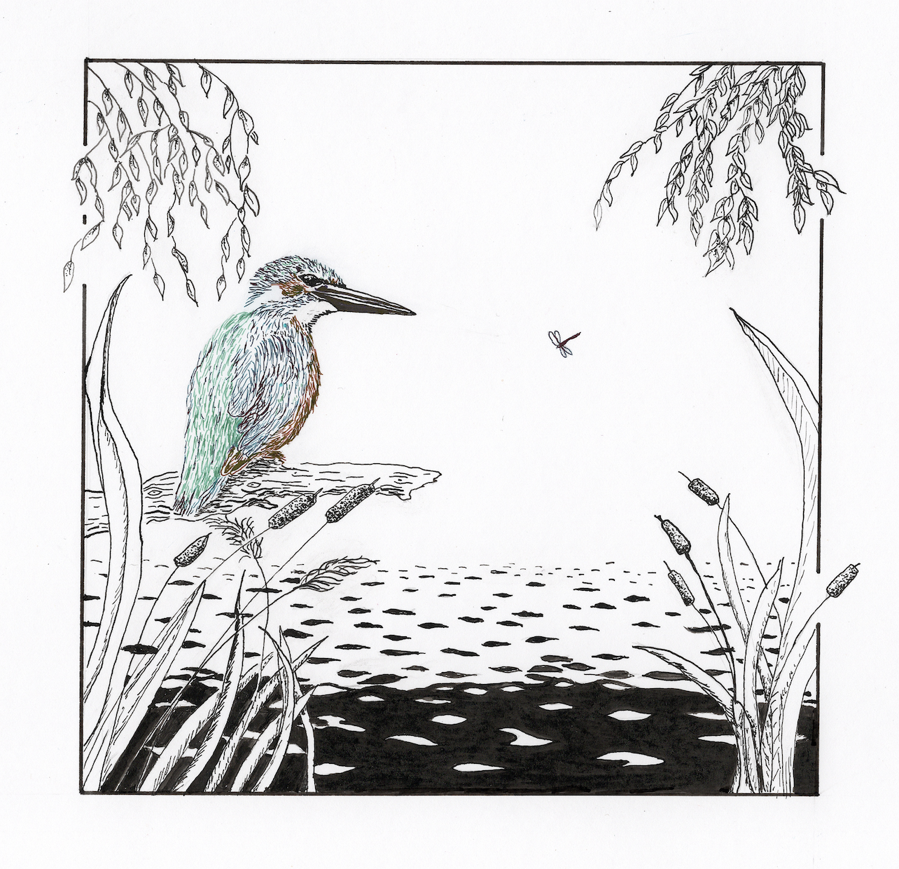 Kingfisher and Dragonfly - Dip Pen and Ink
