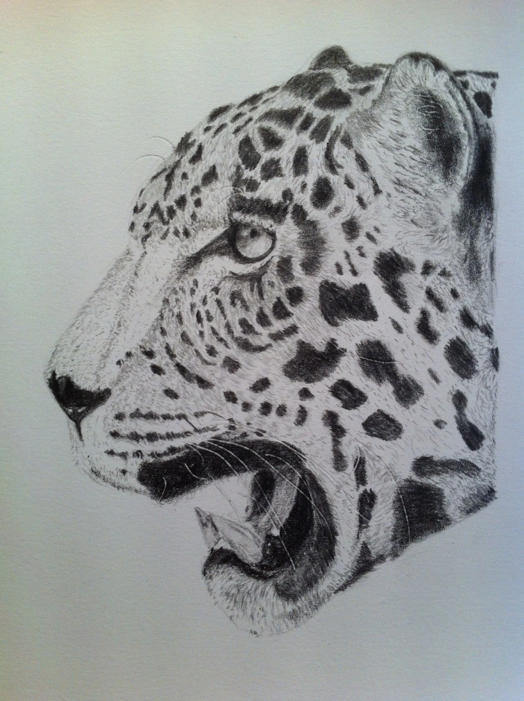 Leopard's Roar - Graphite Pencil