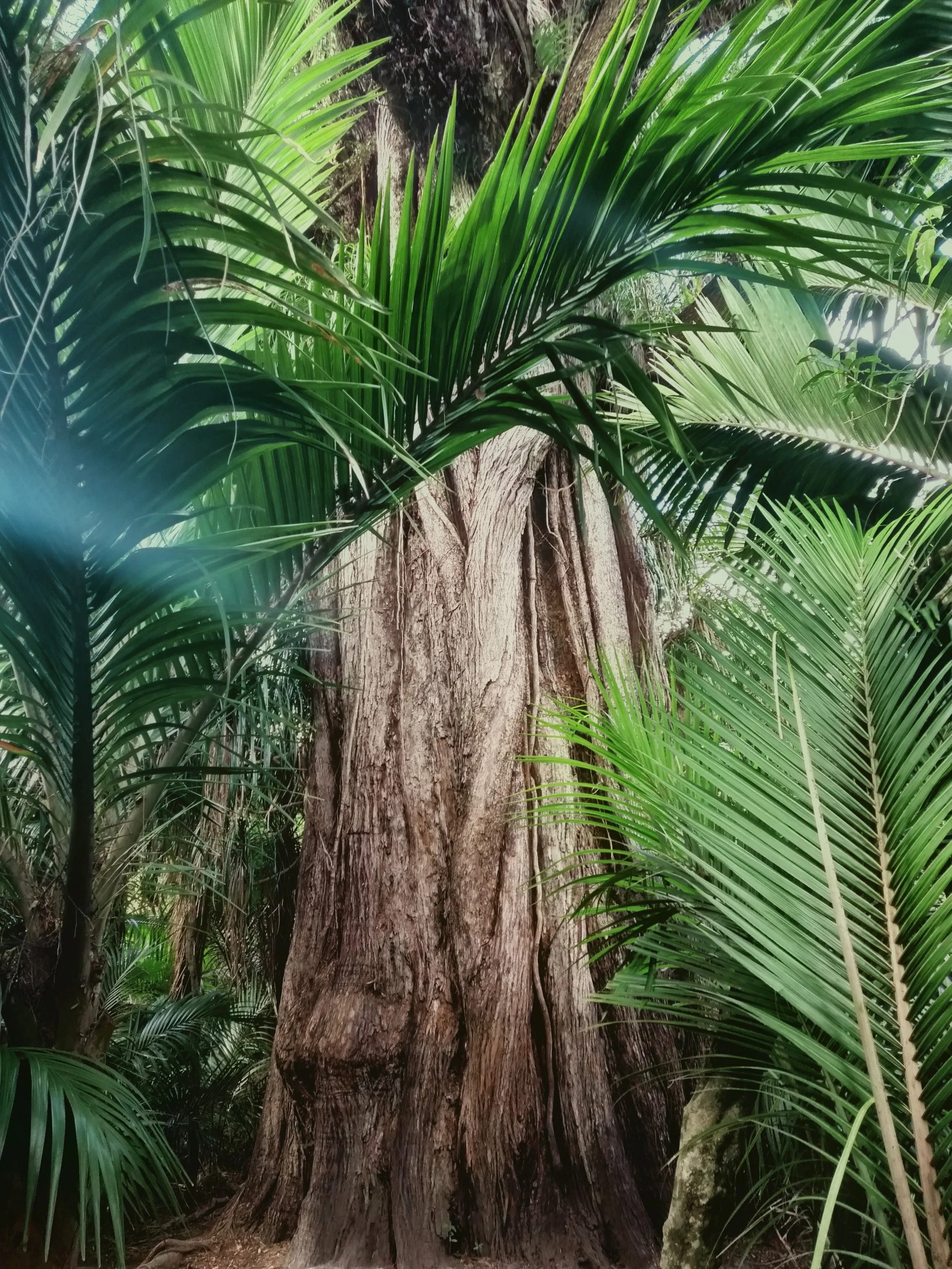 Nikau Palm Tree depicting growth, resilience and mental wellbeing in the context of psychologist and therapy services, supervision and counselling wellington.