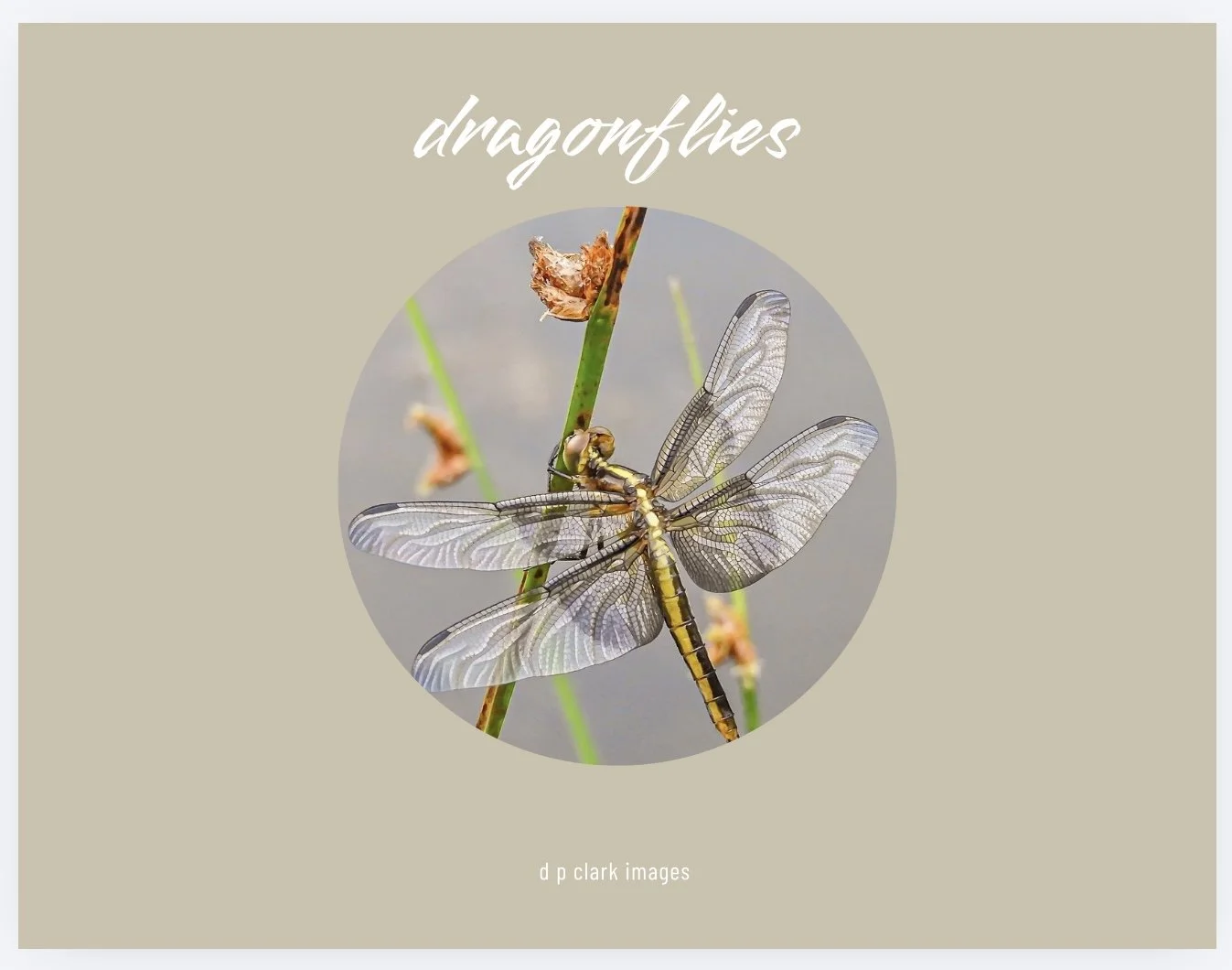 COMING SOON
photo books featuring my most popular subjects