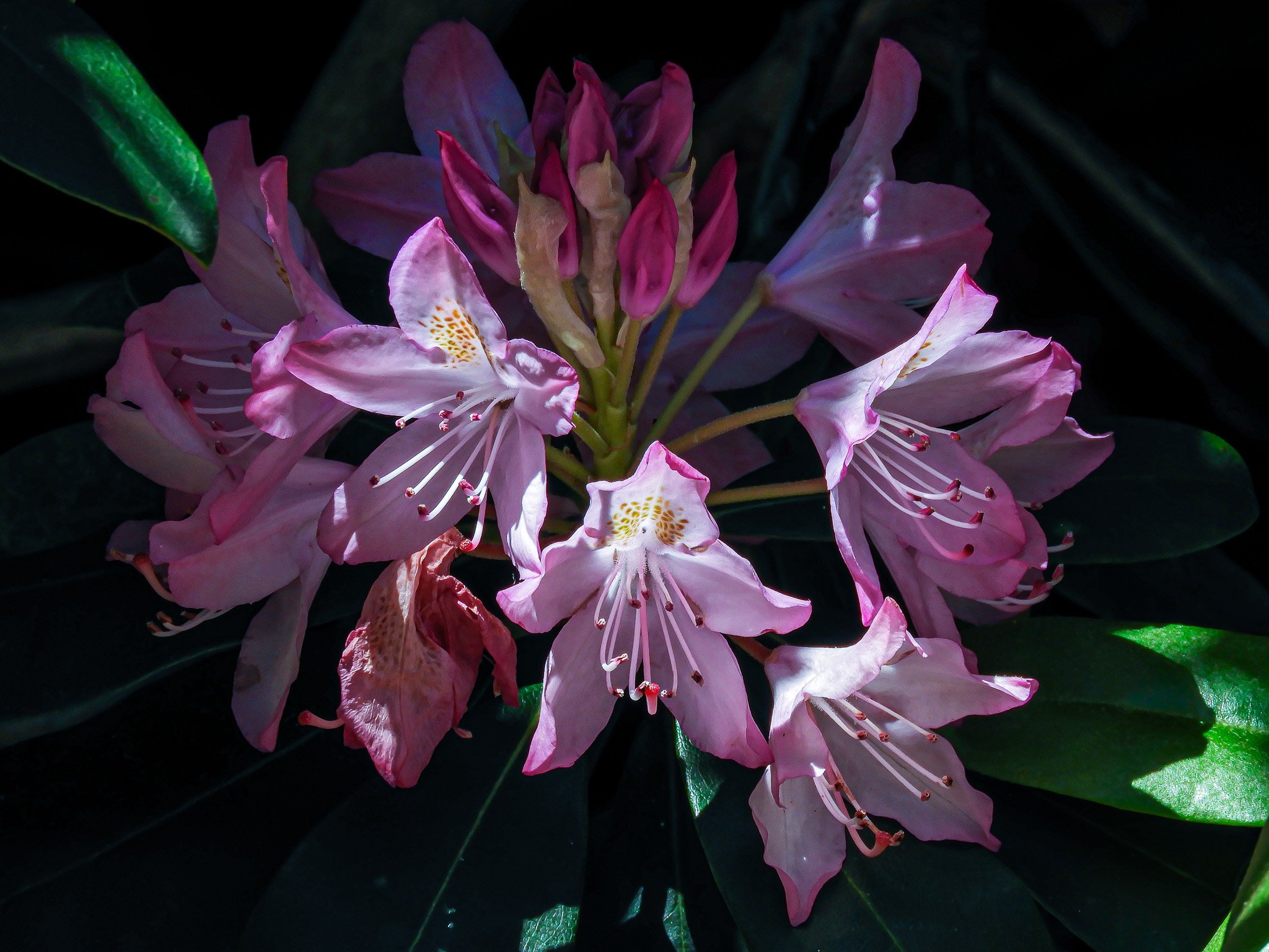 DSCN3968.jpg
