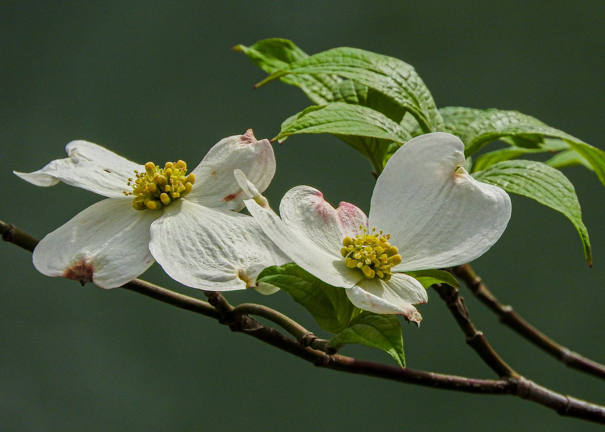 DSCN4898.jpg