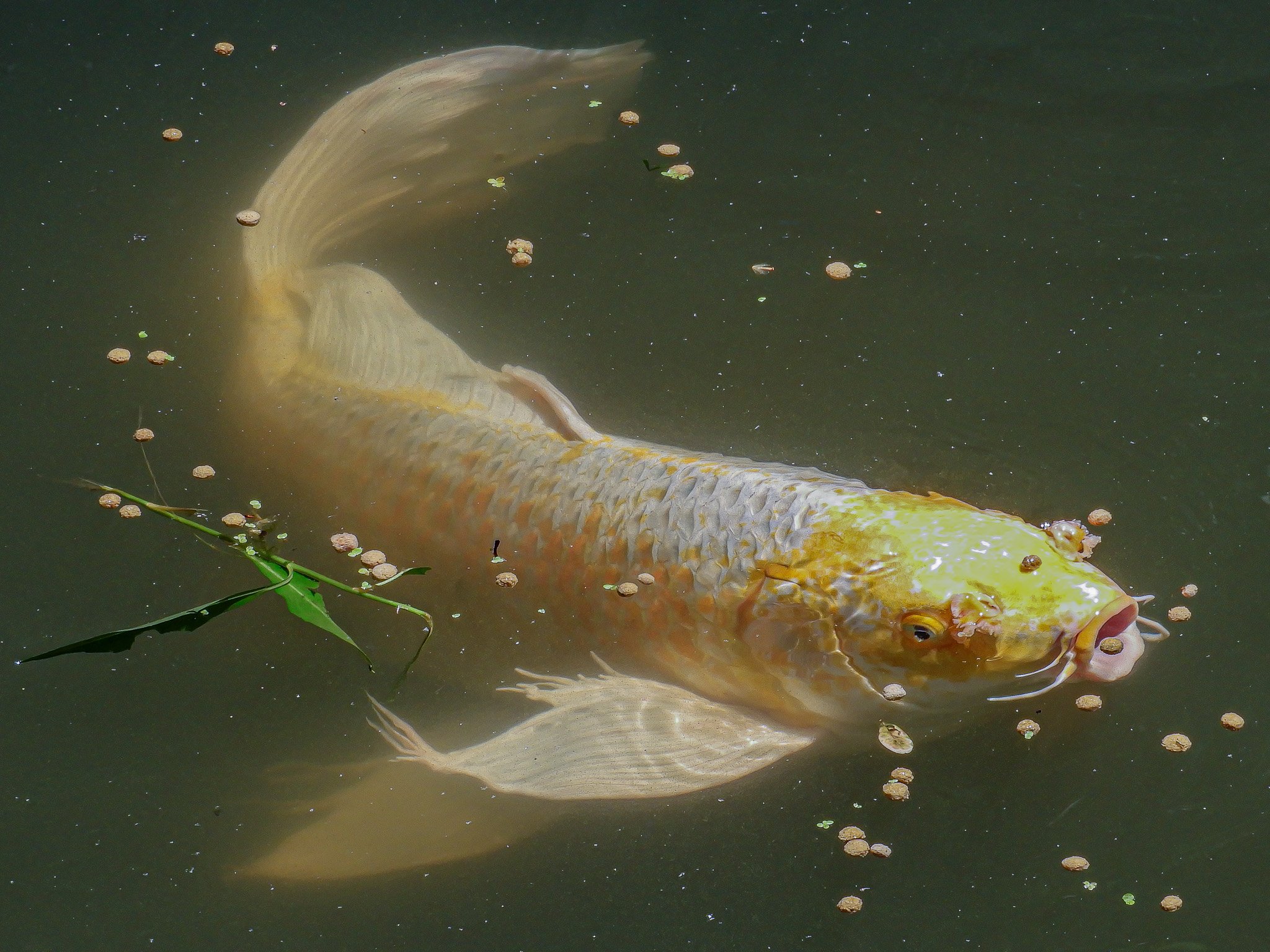 DSCN3932.jpg