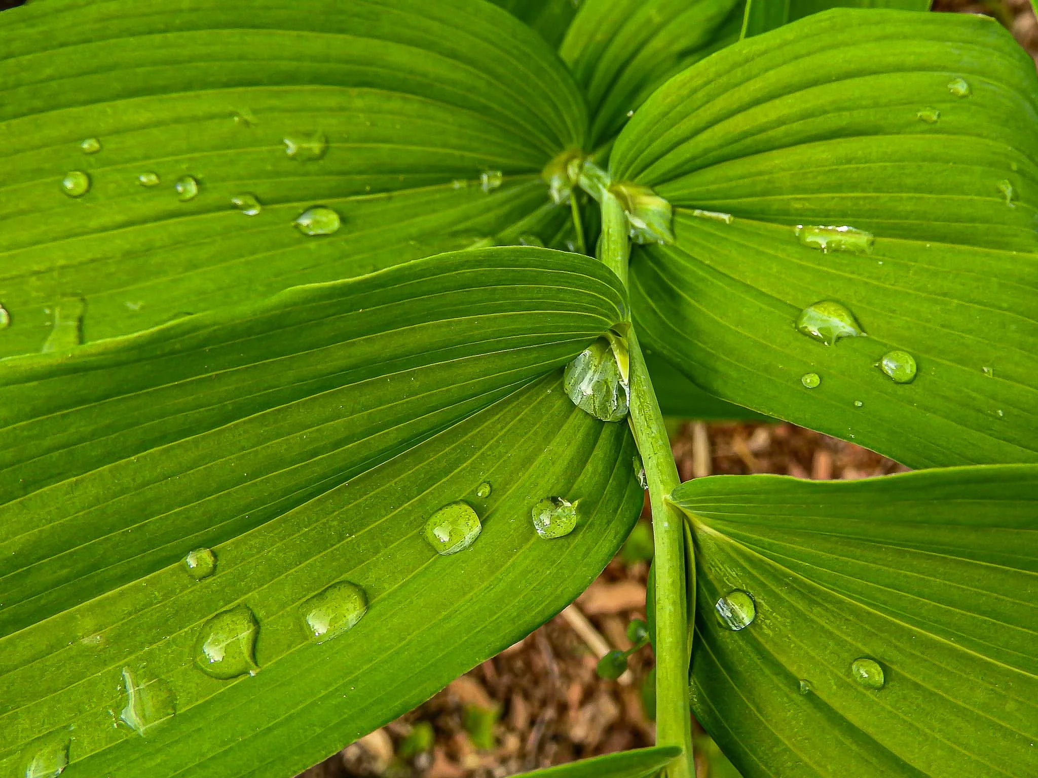 purchase prints or downloads for pesonal use (click the image) 
