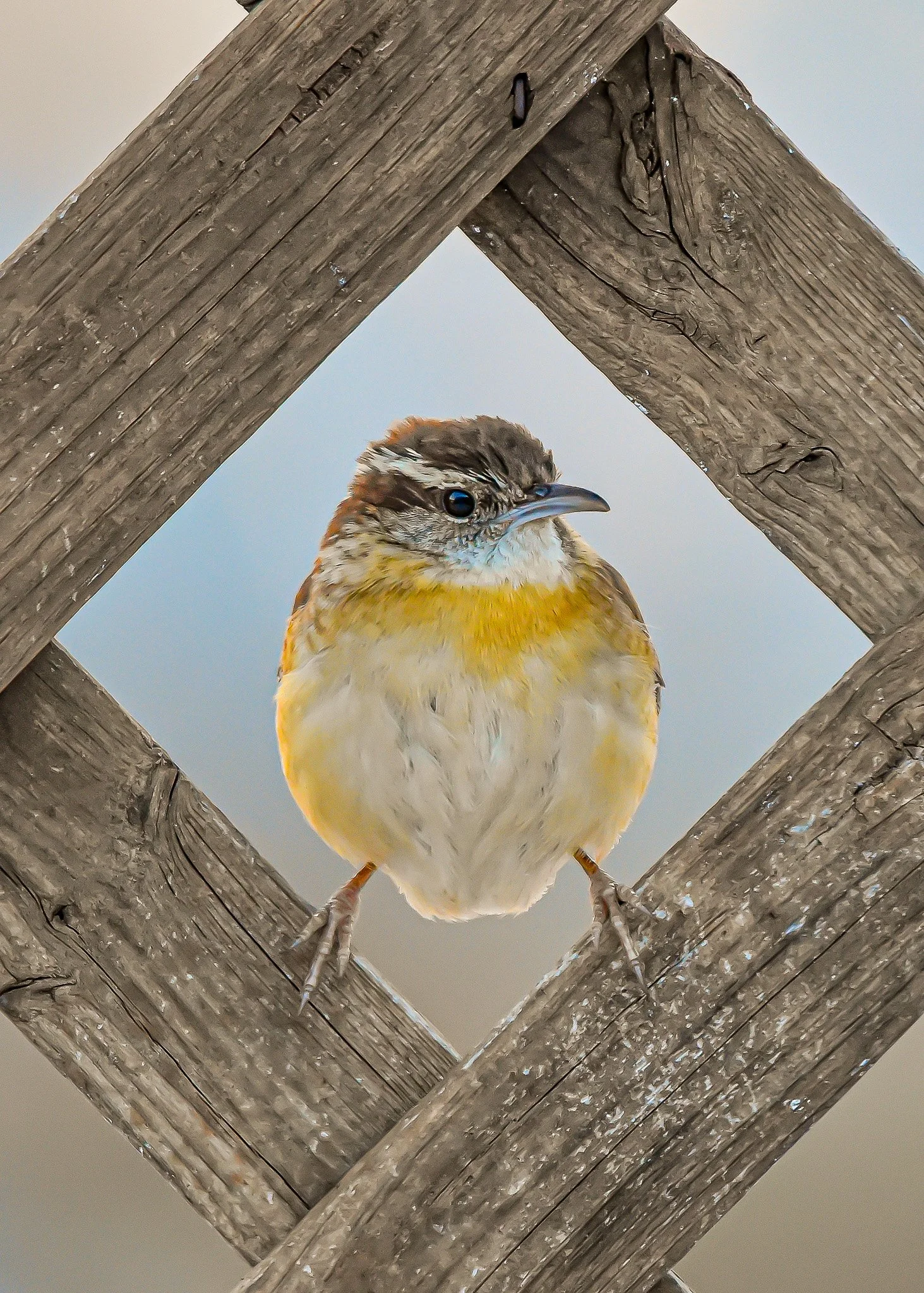 DSC_0353.jpg
