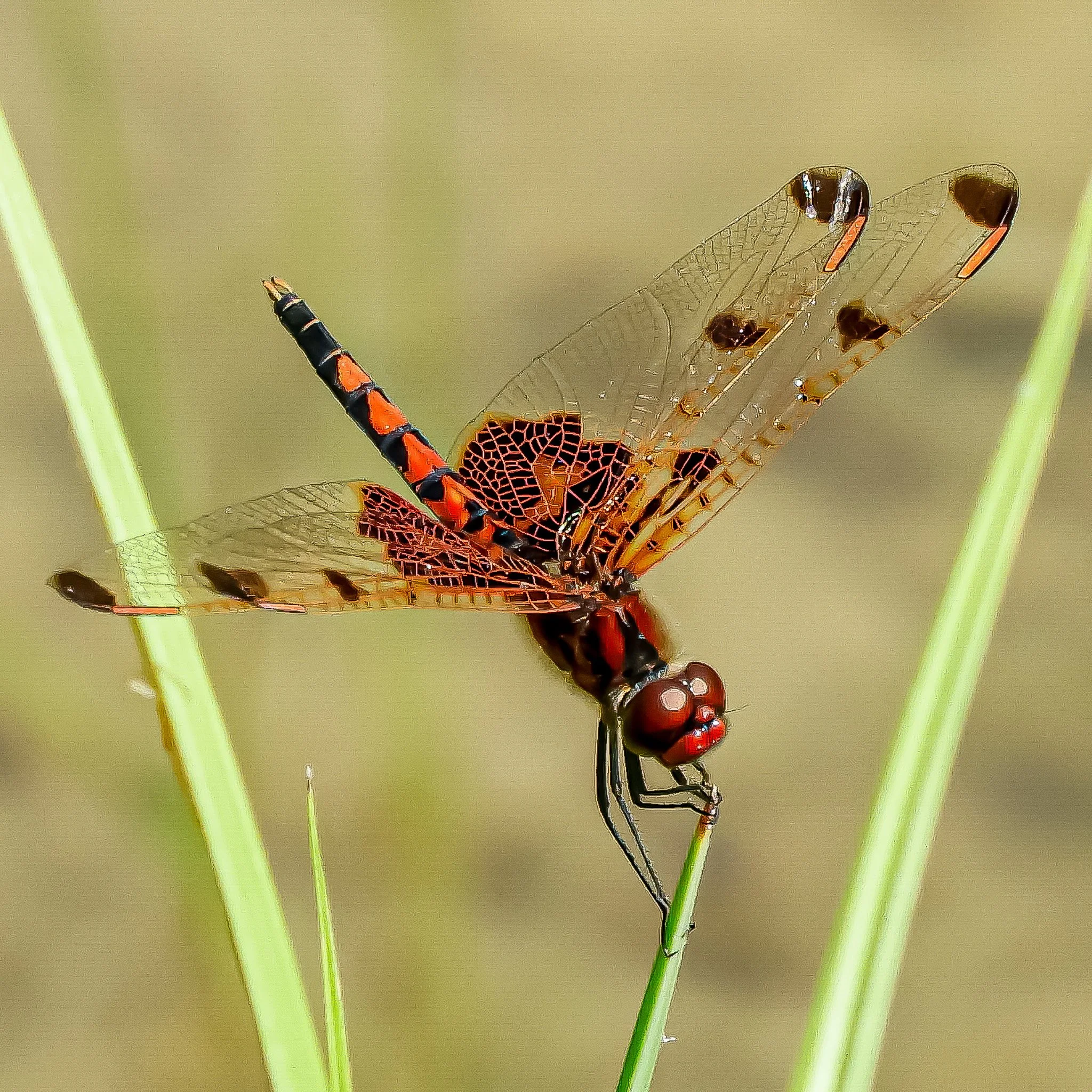 DSCN5537.jpg
