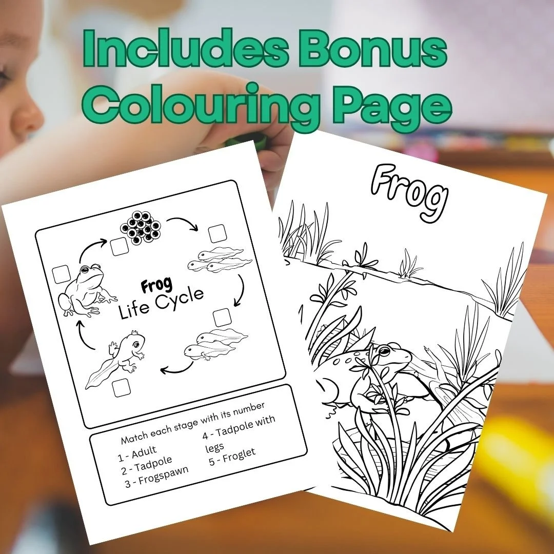 A colouring page showing a frog in a pond habitat + a worksheet showing various life stages of a Frog. In the background a child is just visible. Text over the image says "Includes Bonus Colouring Page."