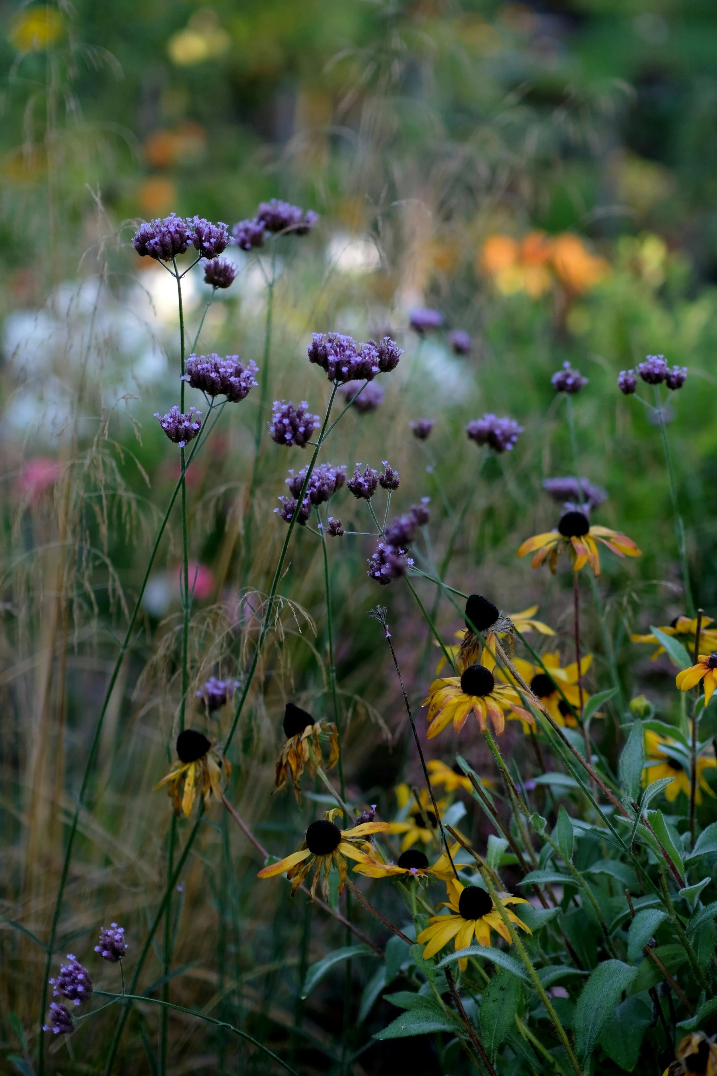 Close-up of purple and yellow flowers in a wildflower meadow, with a blurred green background.