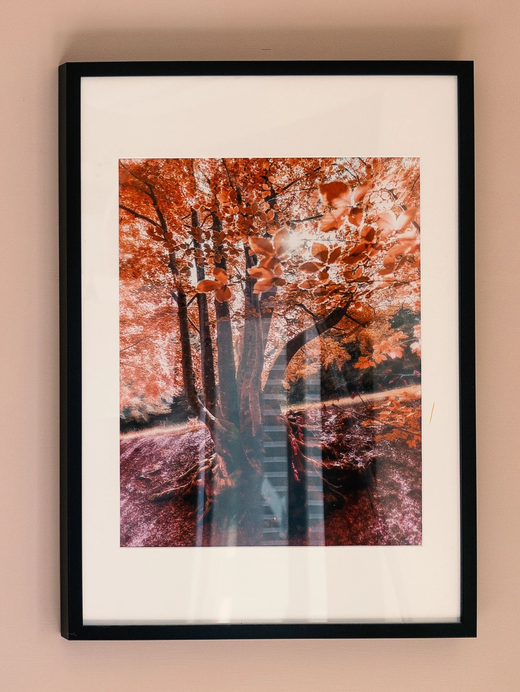 Faggeta di Filettino Lazio — autumn beech trees framed print displayed on grassy hillside — fine art landscape photography print by Hermes Gray, limited edition