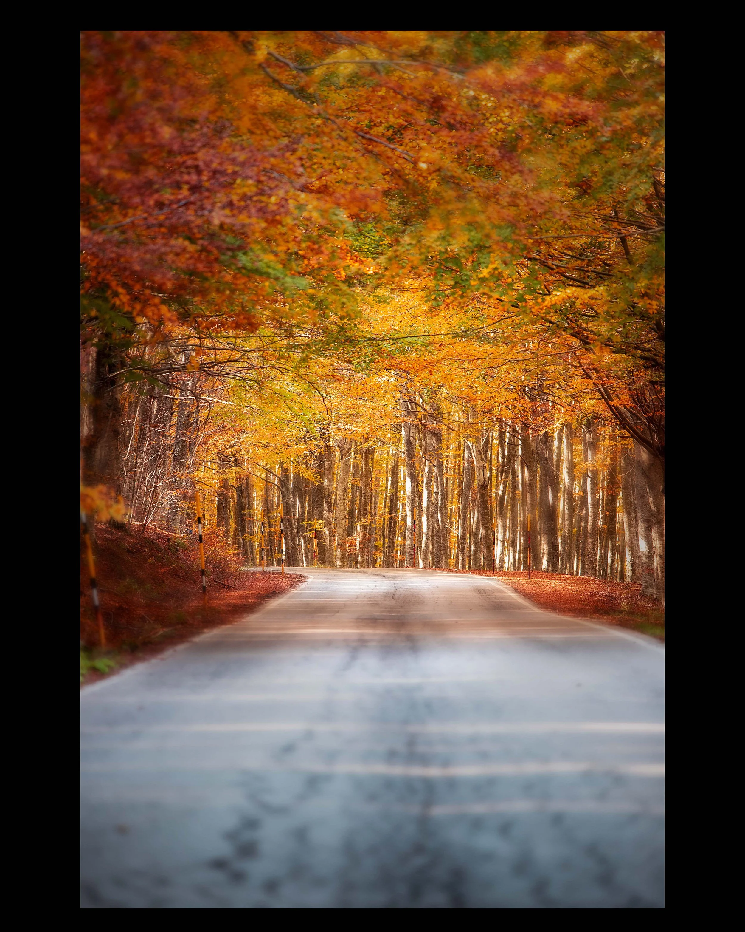 Monte Amiata Tuscany — winding forest road through autumn beech trees in golden light — fine art landscape photography print by Hermes Gray, limited edition