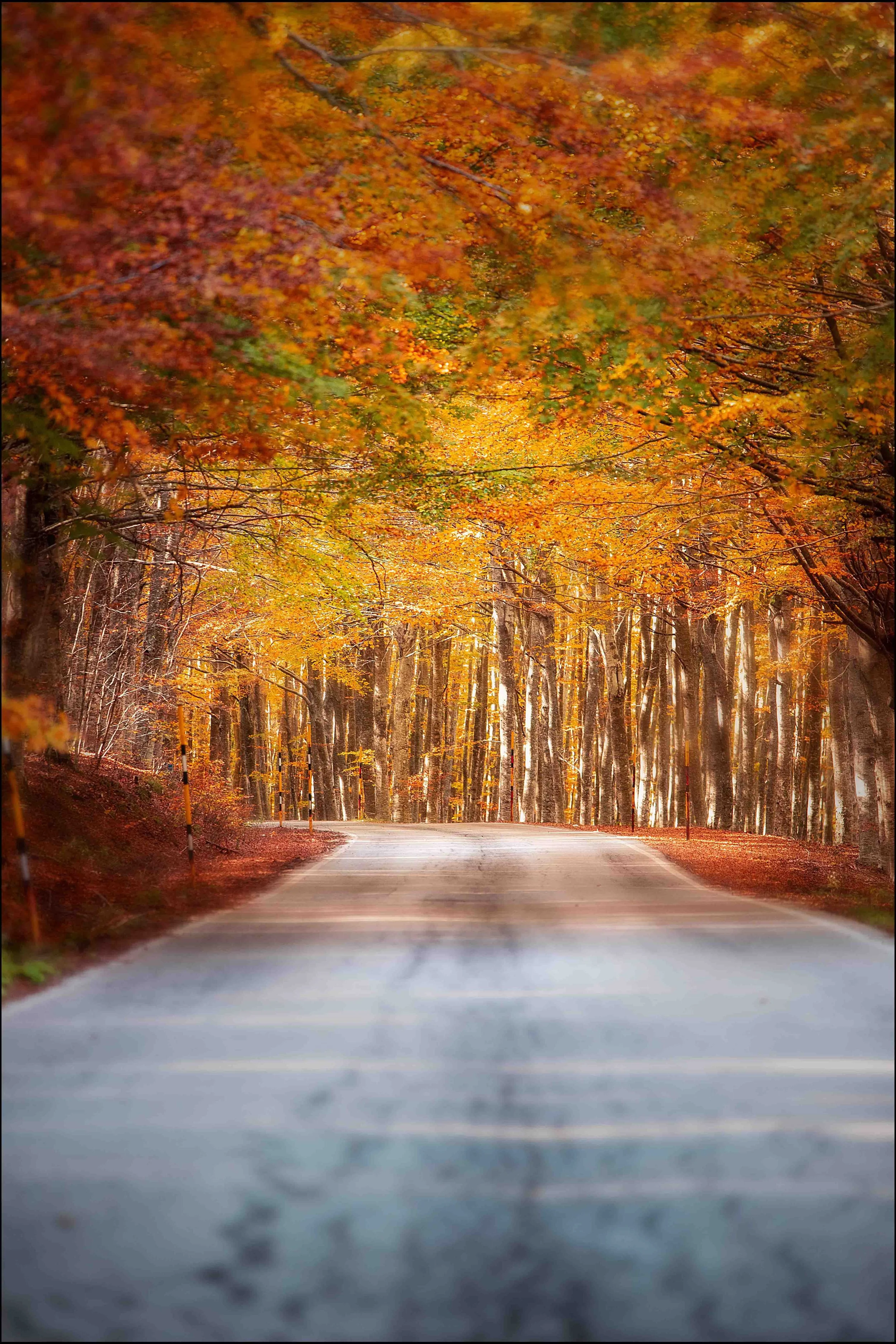 A winding road through a forest with autumn-colored leaves in shades of orange, yellow, and red, sunlight filtering through the trees.