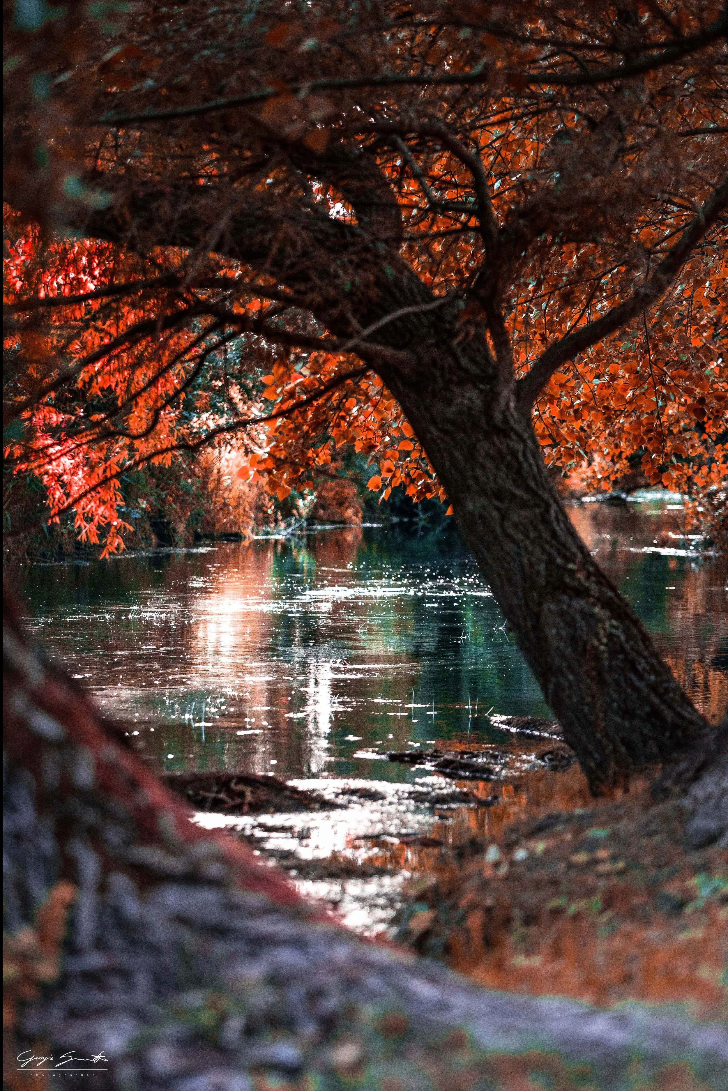 A tree with orange and red leaves growing beside a reflective water body, viewed from ground level with branches and leaves in the foreground.