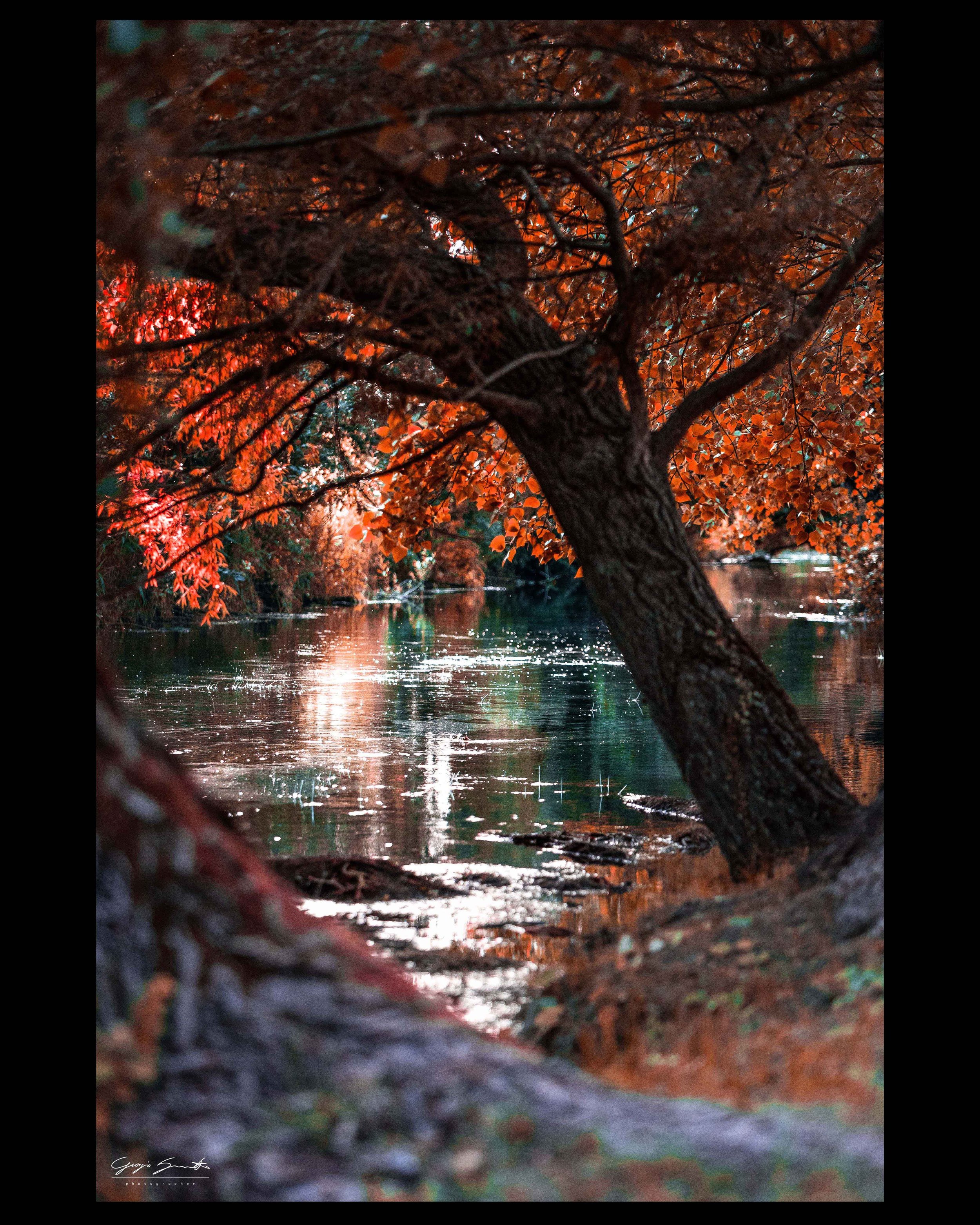 A view of autumn leaves on a tree over a river, with sunlight reflecting on the water surface, captured through a natural frame formed by branches and ground