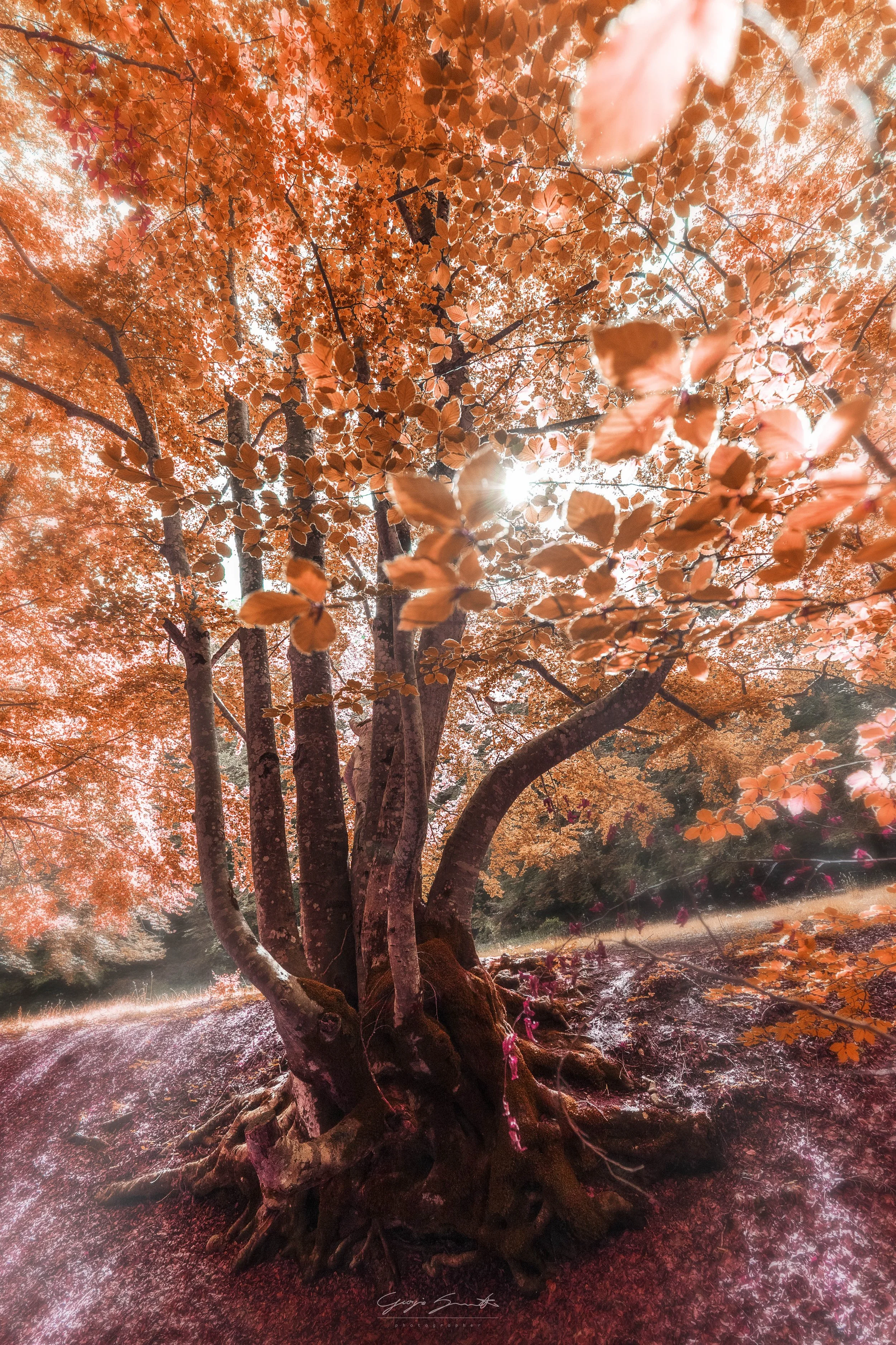 Faggeta di Filettino Lazio — ancient beech tree with orange autumn foliage on rocky ground — fine art landscape photography print by Hermes Gray, limited edition