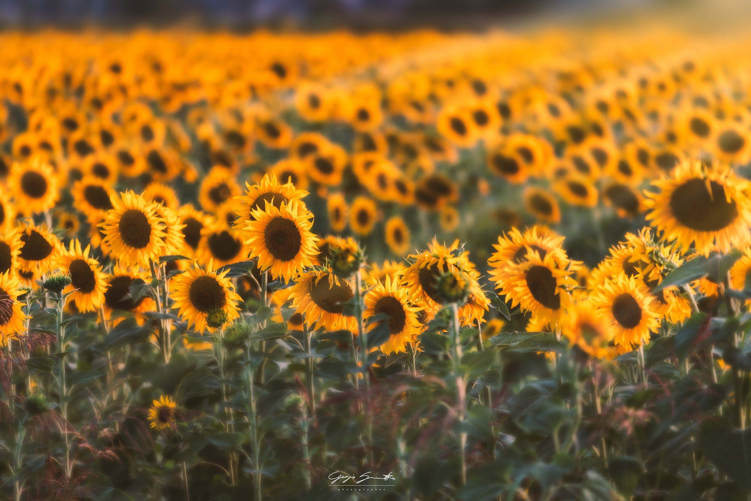 Sunflower field at golden hour Tuscany — fine art landscape photography print by Hermes Gray, limited edition