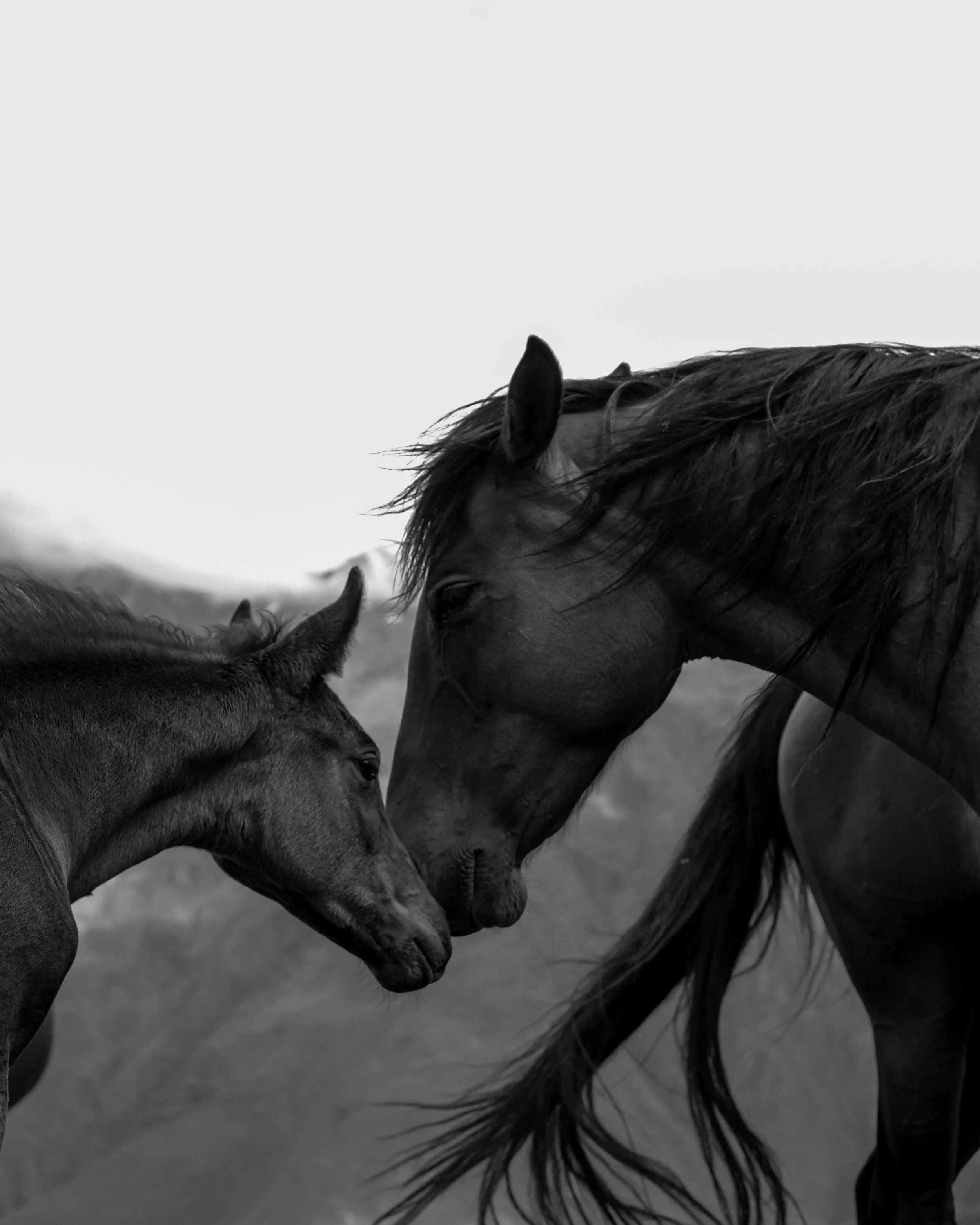 Wild horses of Georgia